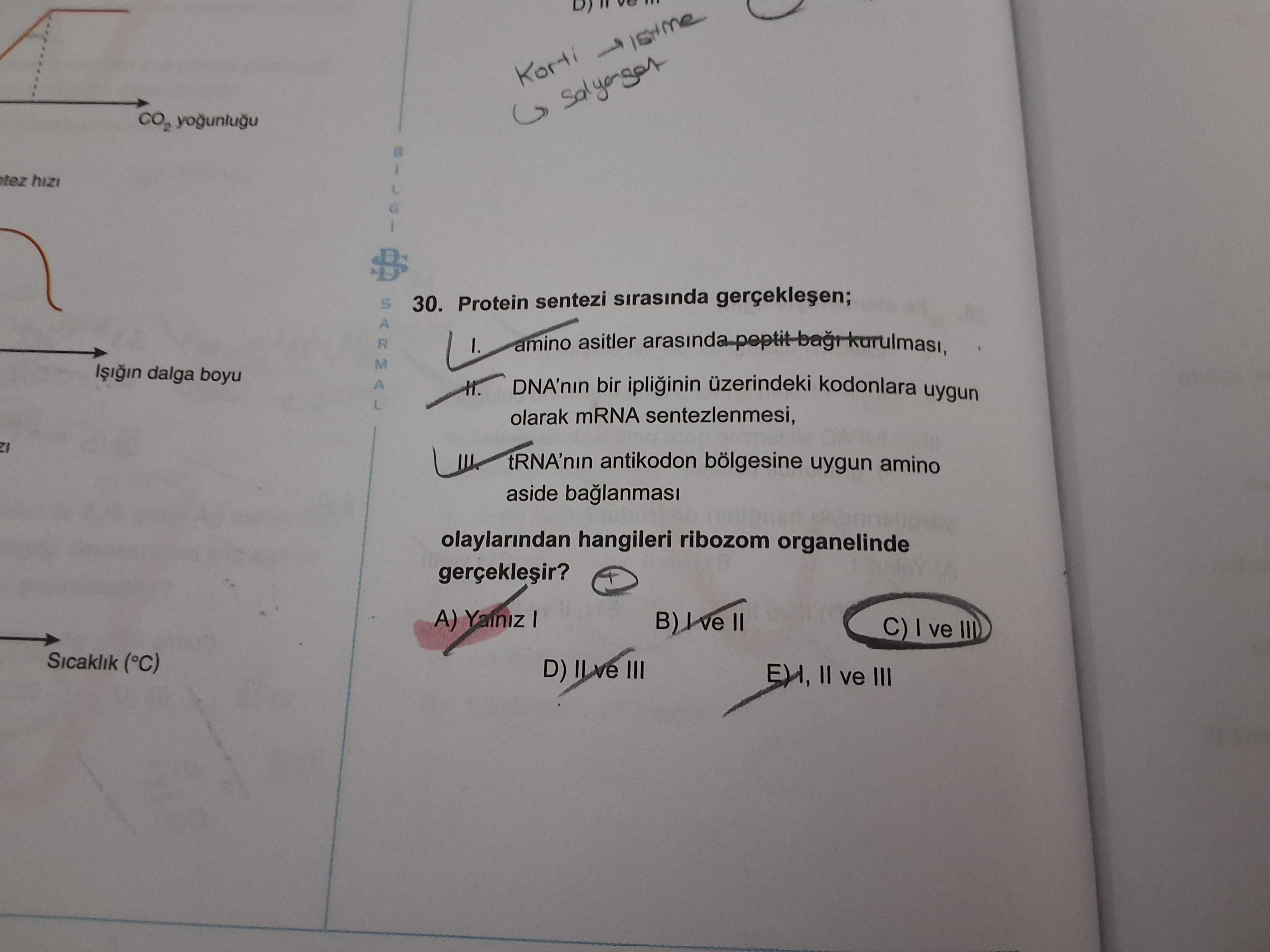 Protein sentezi sırasında gerçekleşen; I. amino asitler arasında peptit bağı kurulması, II. DNA'nın