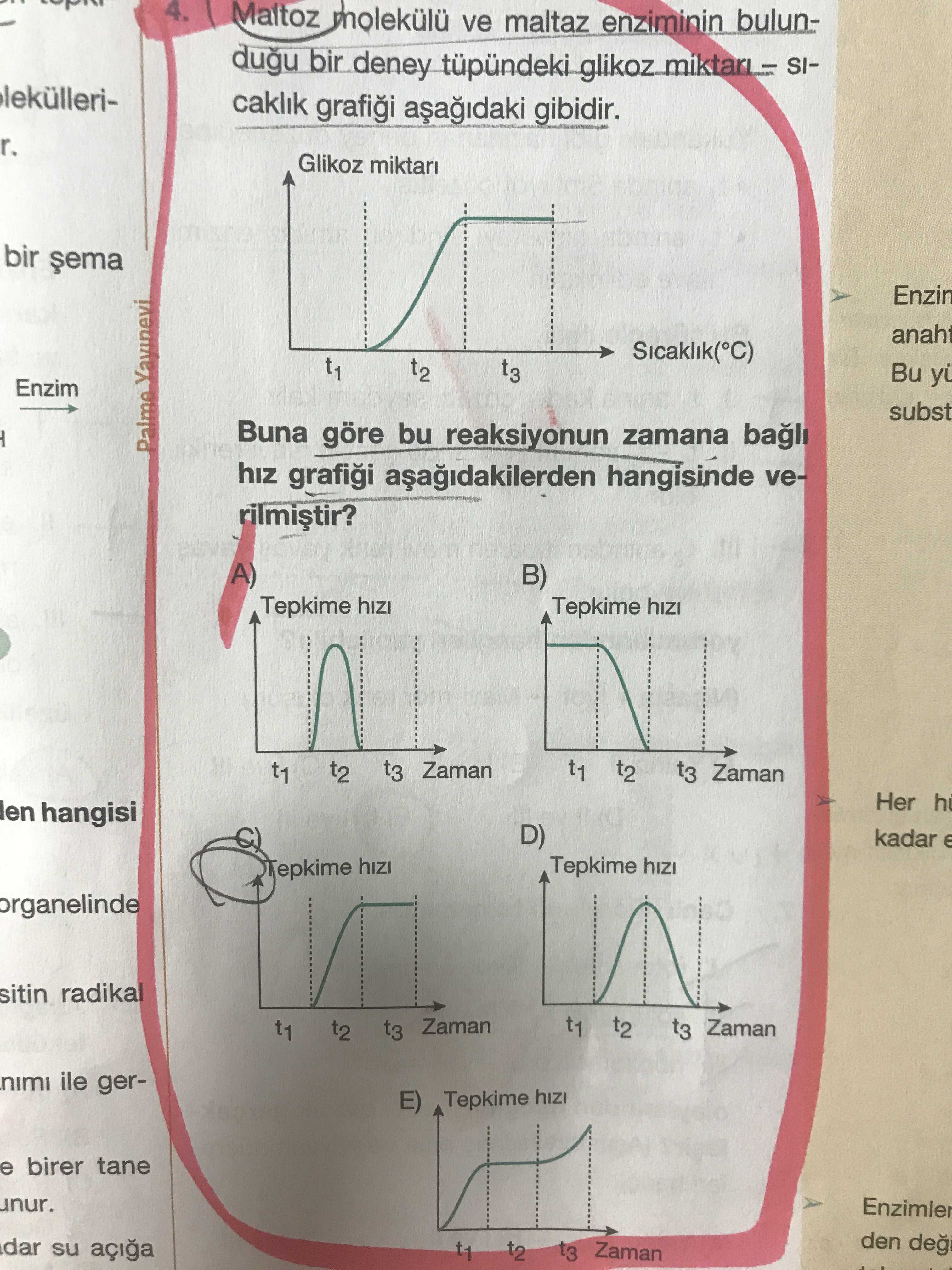 Maltoz molekülü ve maltaz enziminin bulunduğu bir deney tüpündeki glikoz miktarı – sıcaklık grafiği