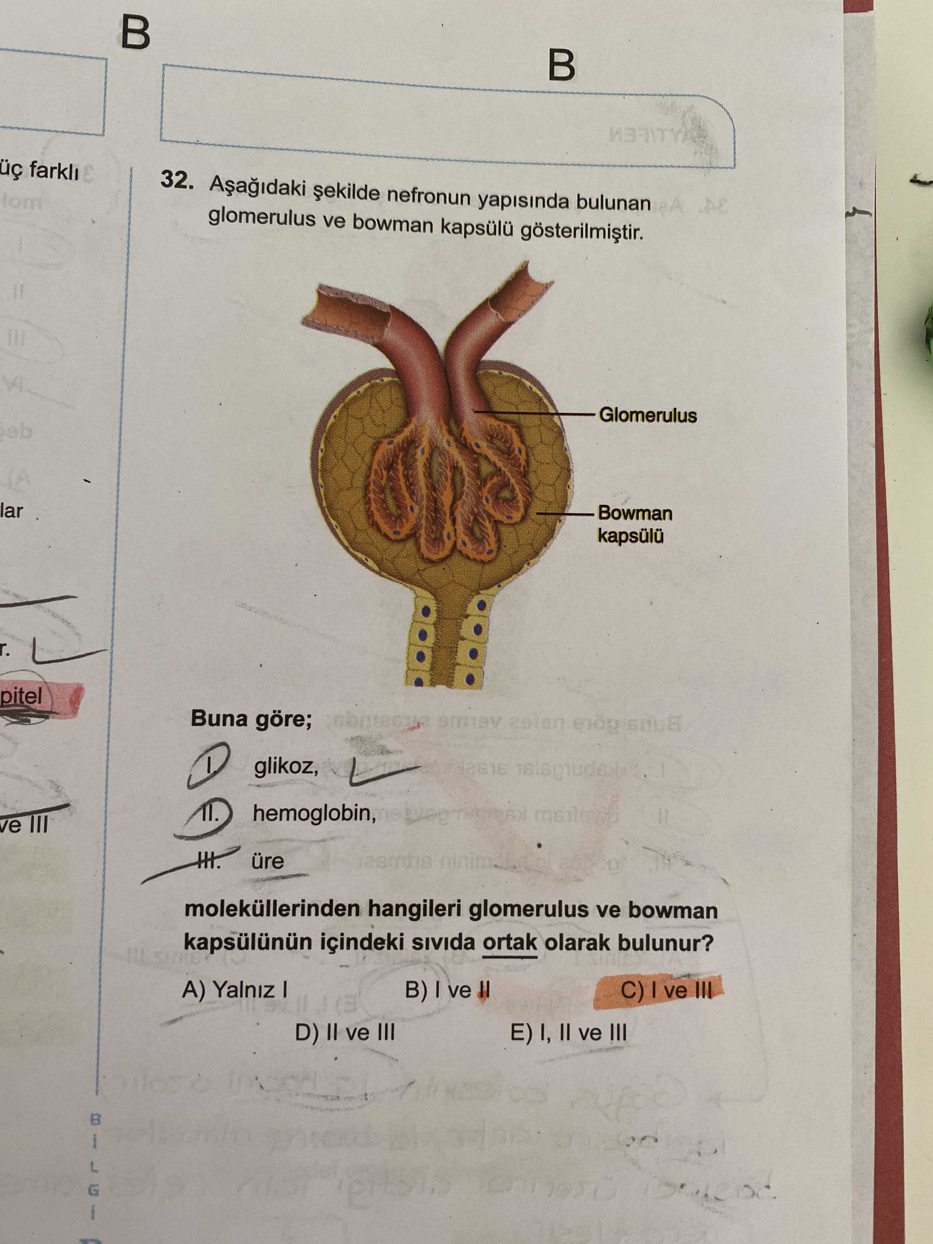 Aşağıdaki şekilde nefronun yapısında bulunan glomerulus ve bowman kapsülü gösterilmiştir. Buna göre