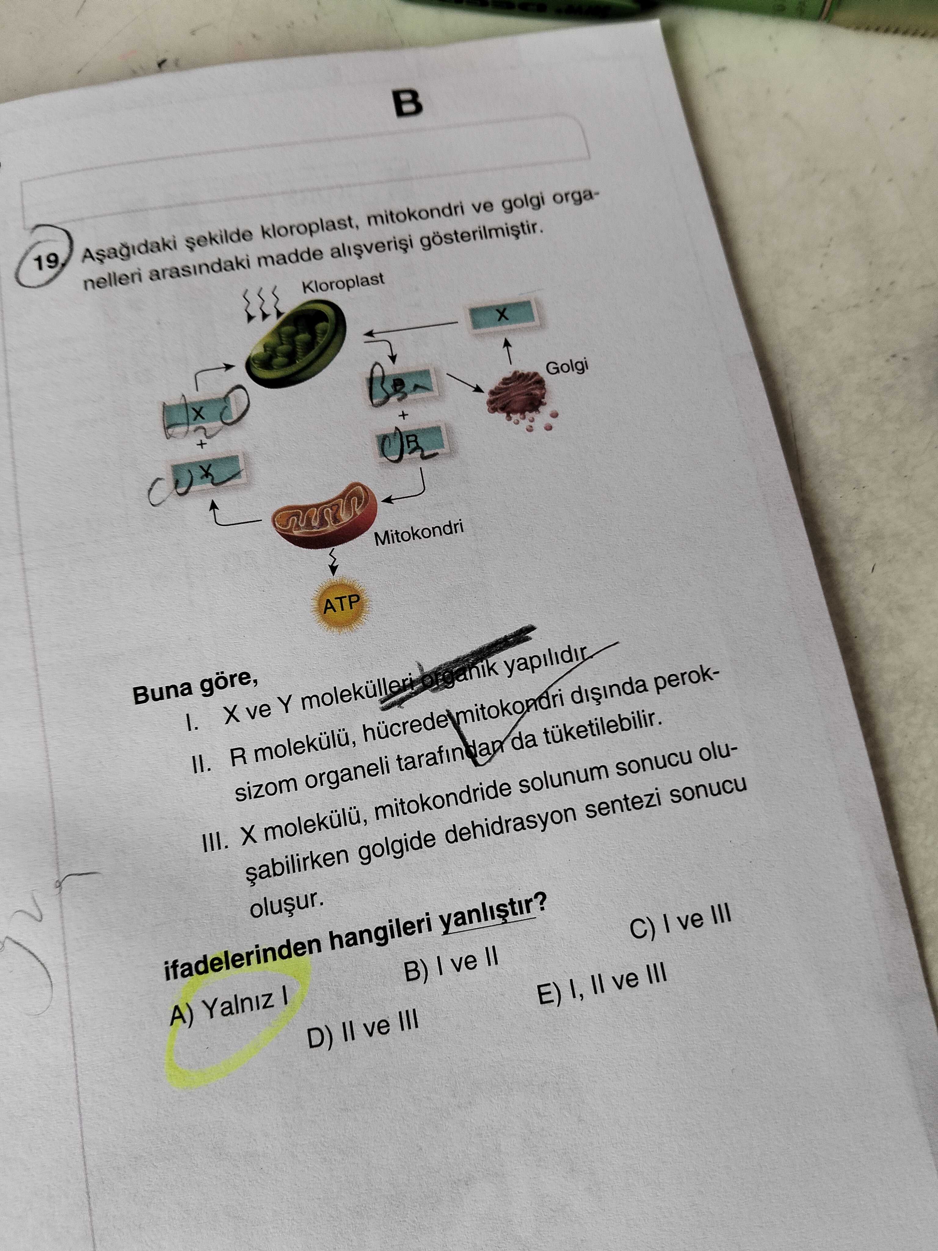 Aşağıdaki şekilde kloroplast, mitokondri ve golgi organelleri arasındaki madde alışverişi