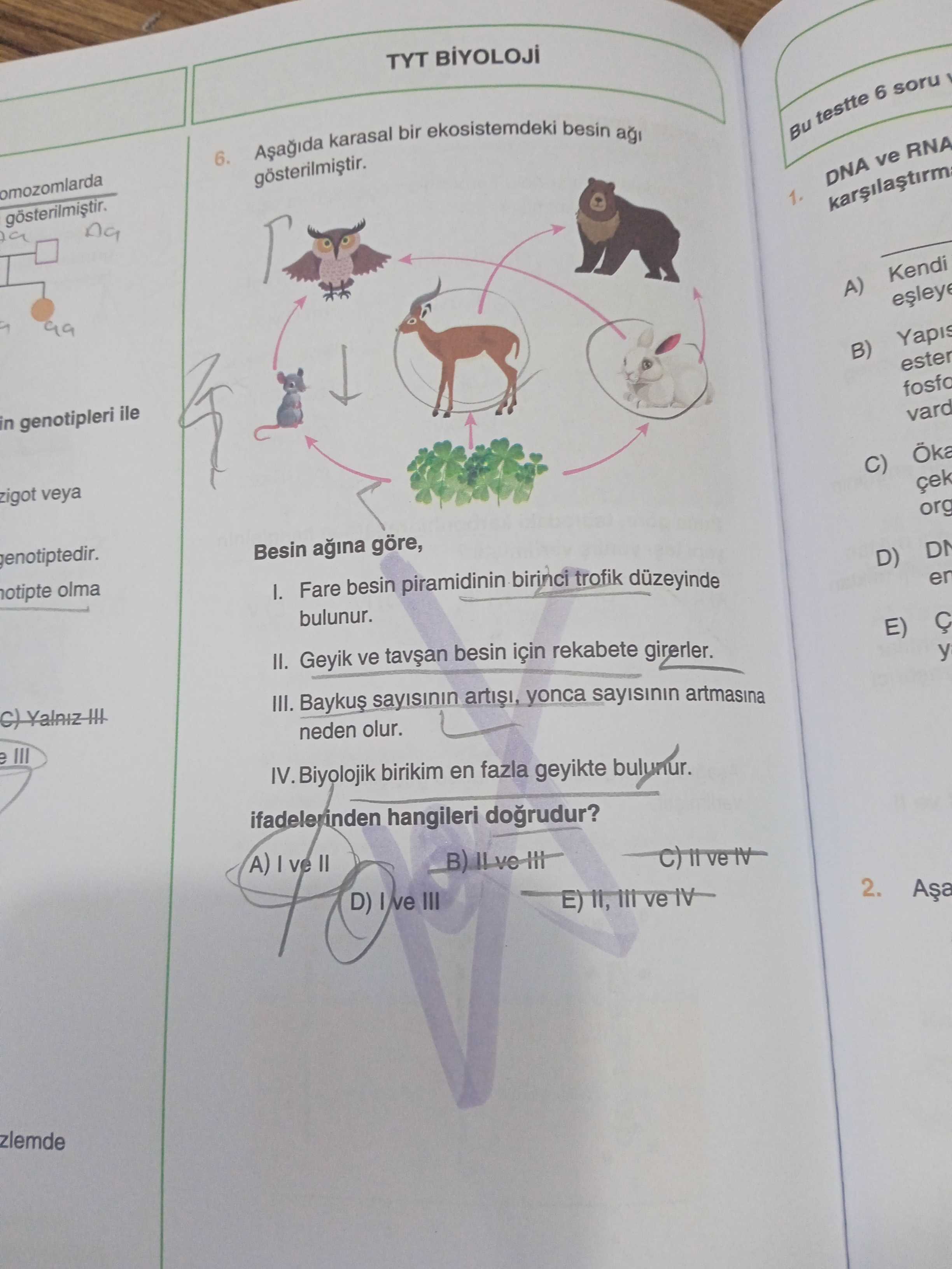 Aşağıda karasal bir ekosistemdeki besin ağı gösterilmiştir. Besin ağına göre, I. Fare besin