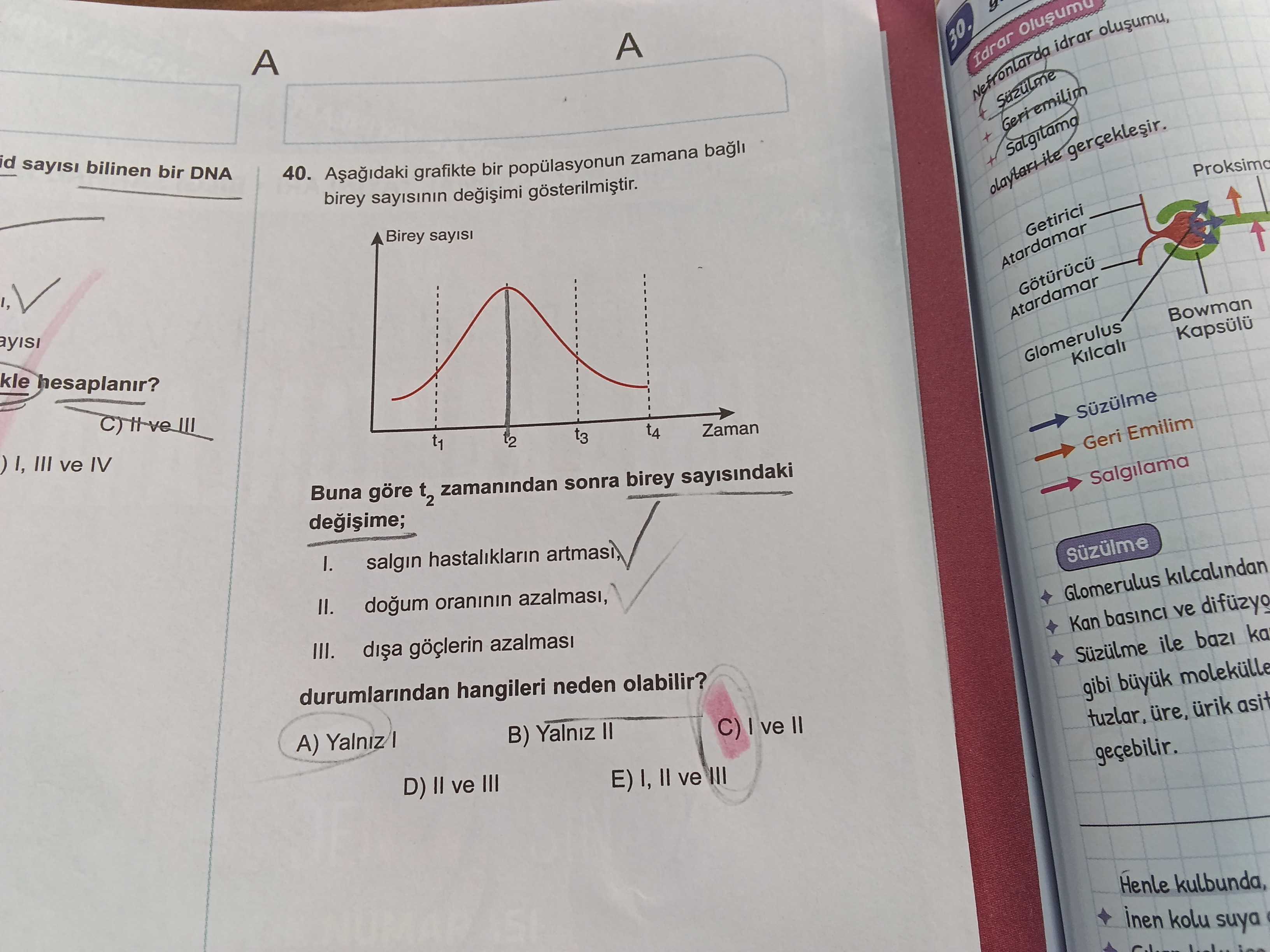 Aşağıdaki grafikte bir popülasyonun zamana bağlı birey sayısının değişimi gösterilmiştir. Buna göre