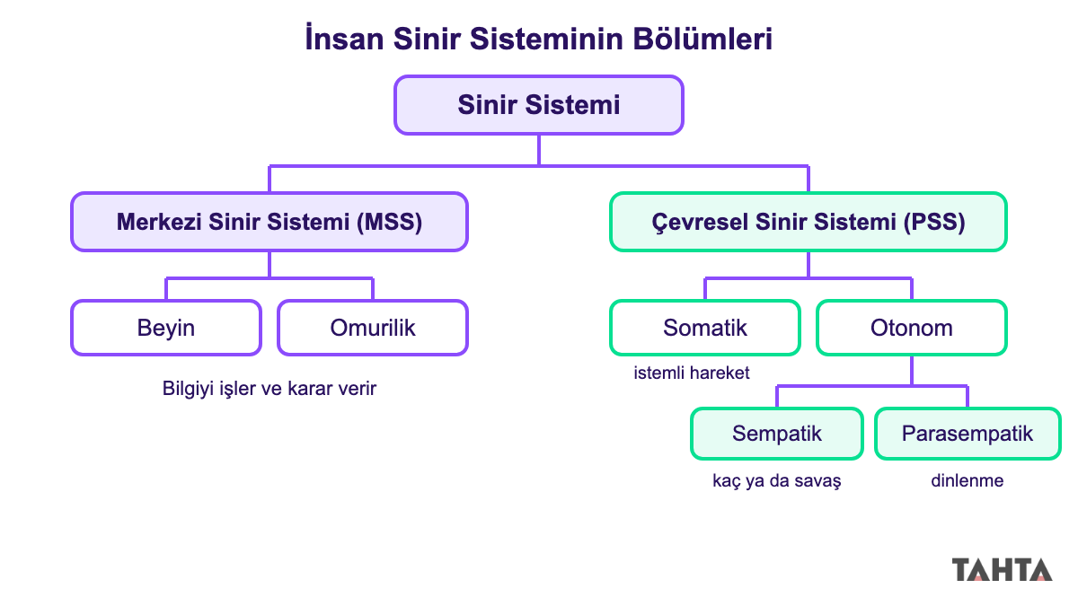 İnsan sinir sisteminin merkezi ve çevresel bölümlerini alt dallarıyla gösteren şema