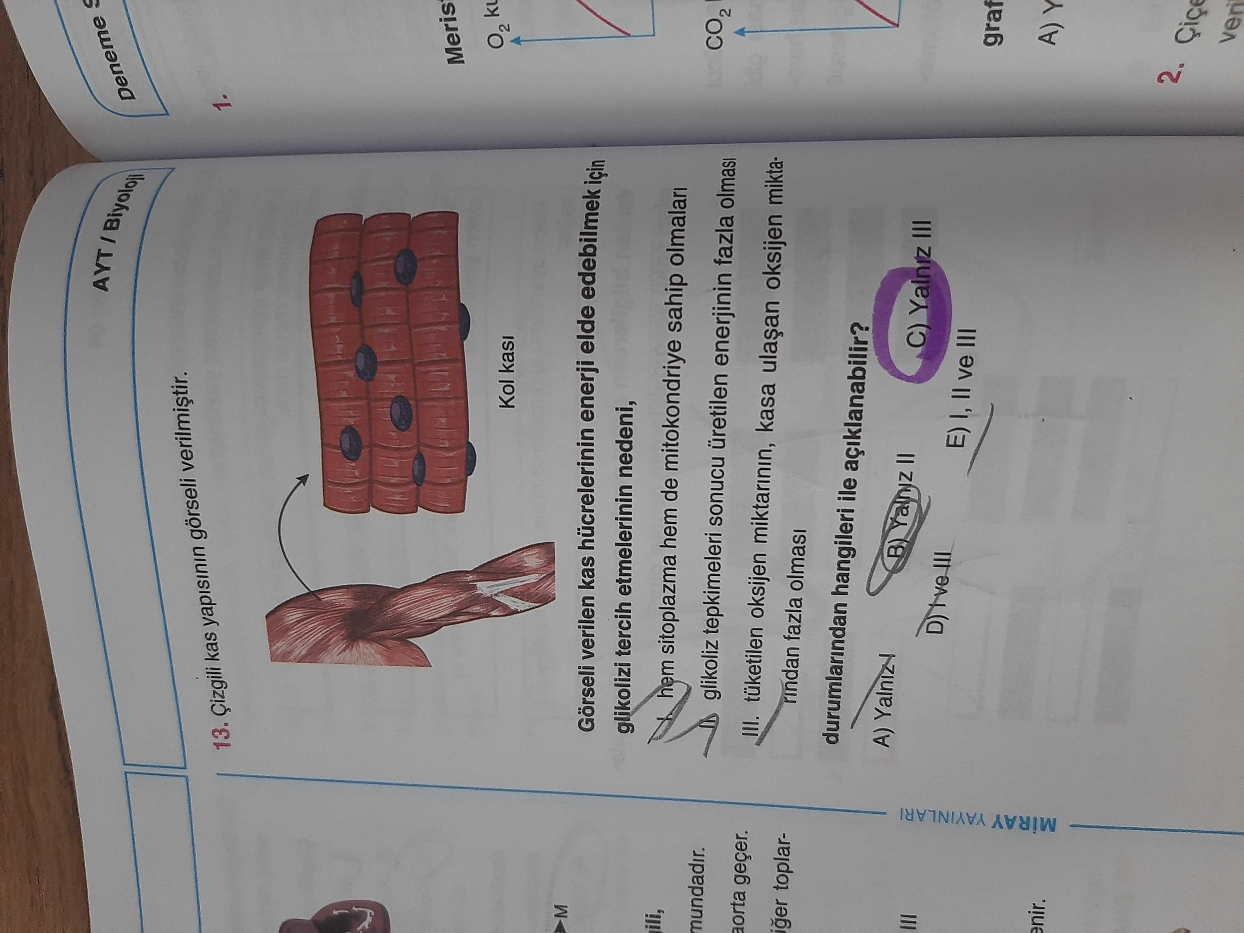 Çizgili kas yapısının görseli verilmiştir. Görseli verilen kas hücrelerinin enerji elde edebilmek