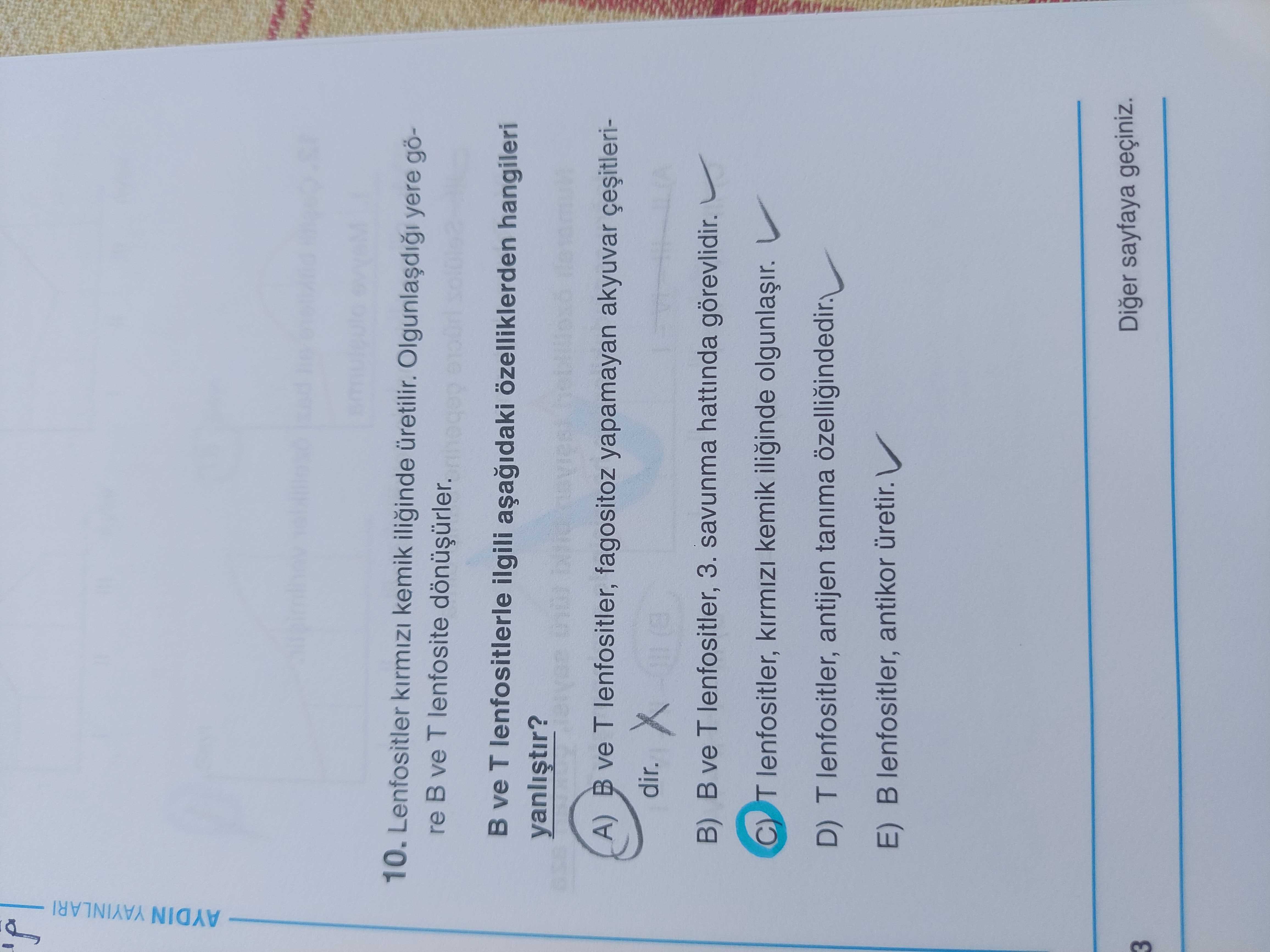 Lenfositler kırmızı kemik iliğinde üretilir. Olgunlaştığı yere göre B ve T lenfosite dönüşürler. B