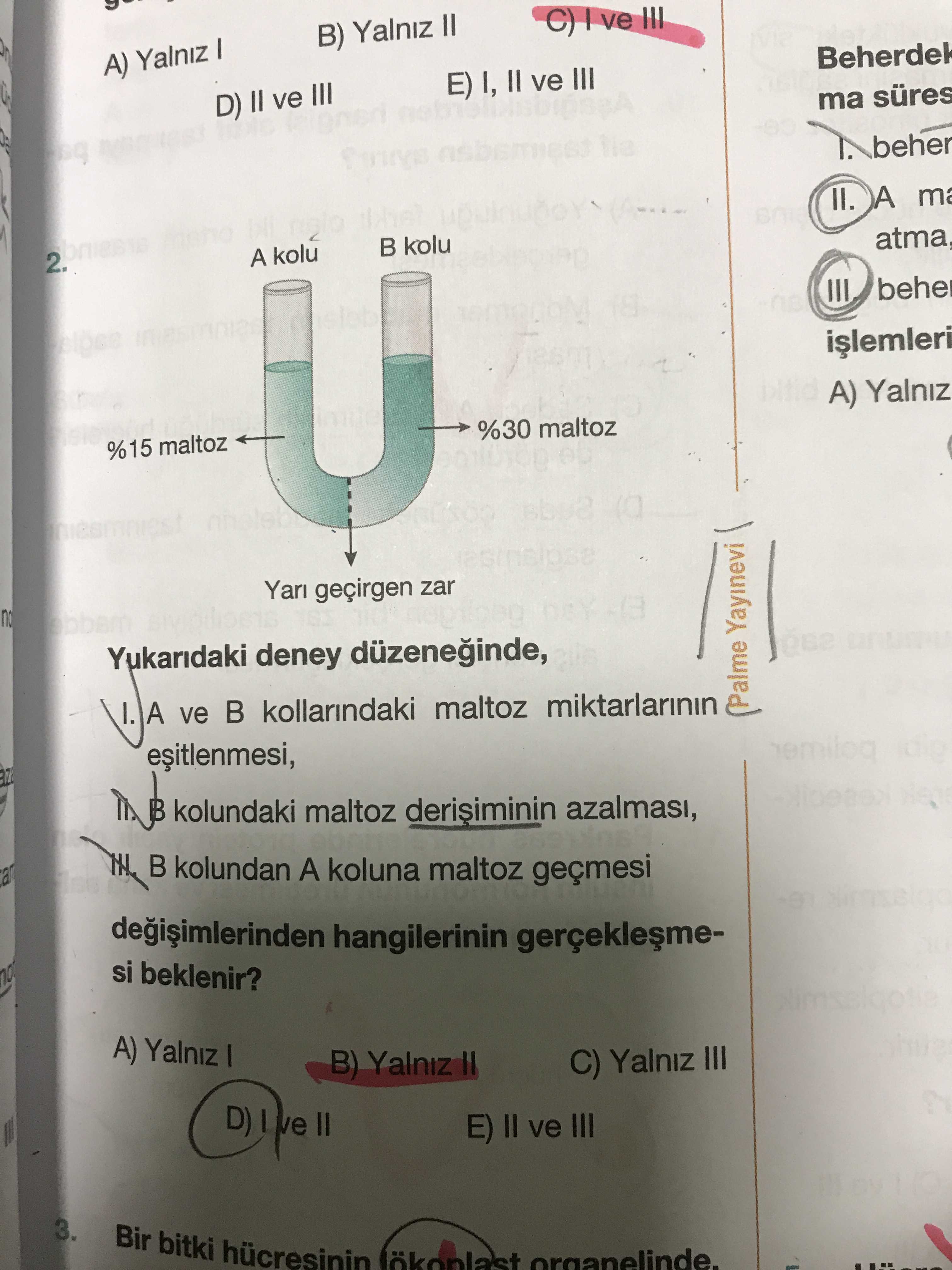 Yukarıdaki deney düzeneğinde, I. A ve B kollarındaki maltoz miktarlarının eşitlenmesi, II. B