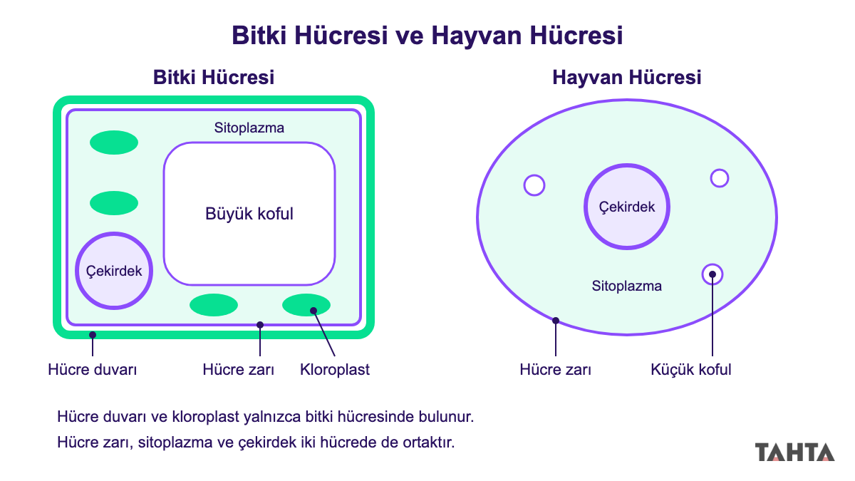 Yan yana çizilmiş bitki hücresi ve hayvan hücresi şeması; hücre zarı, çekirdek, koful ve kloroplast etiketli