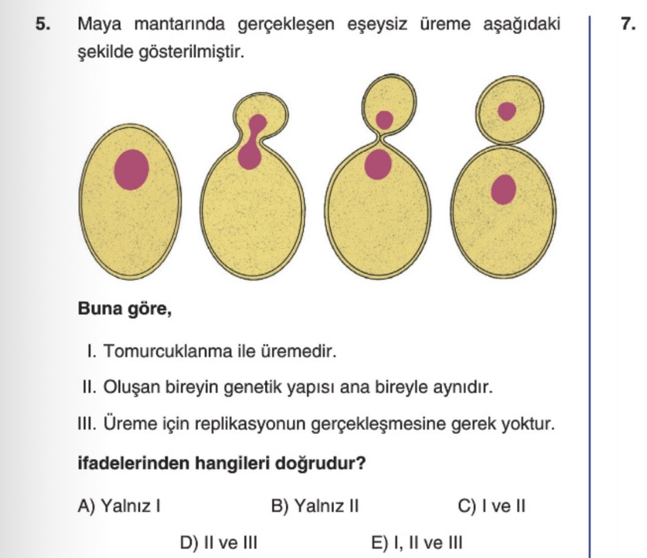 Maya mantarında gerçekleşen eşeysiz üreme aşağıdaki şekilde gösterilmiştir. Buna göre, I