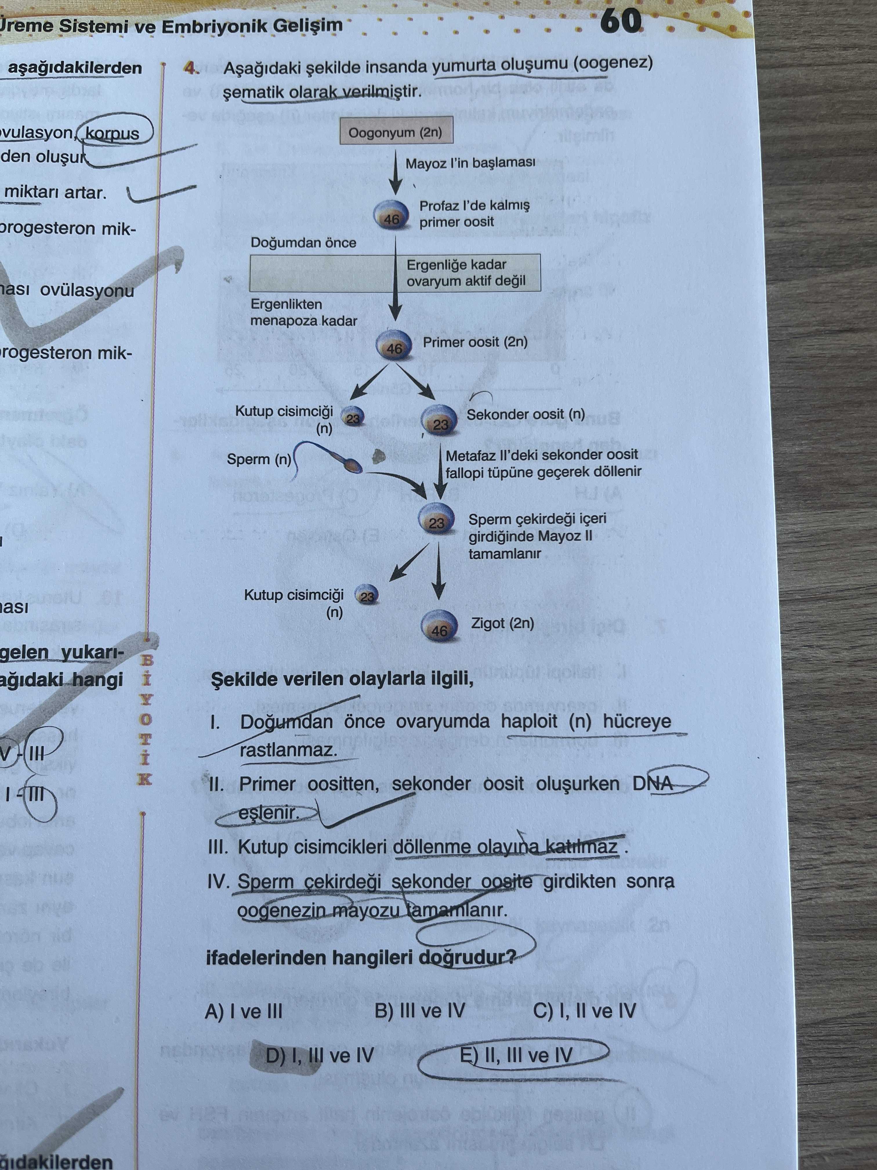Aşağıdaki şekilde insanda yumurta oluşumu (oogenez) şematik olarak verilmiştir. Şekilde verilen