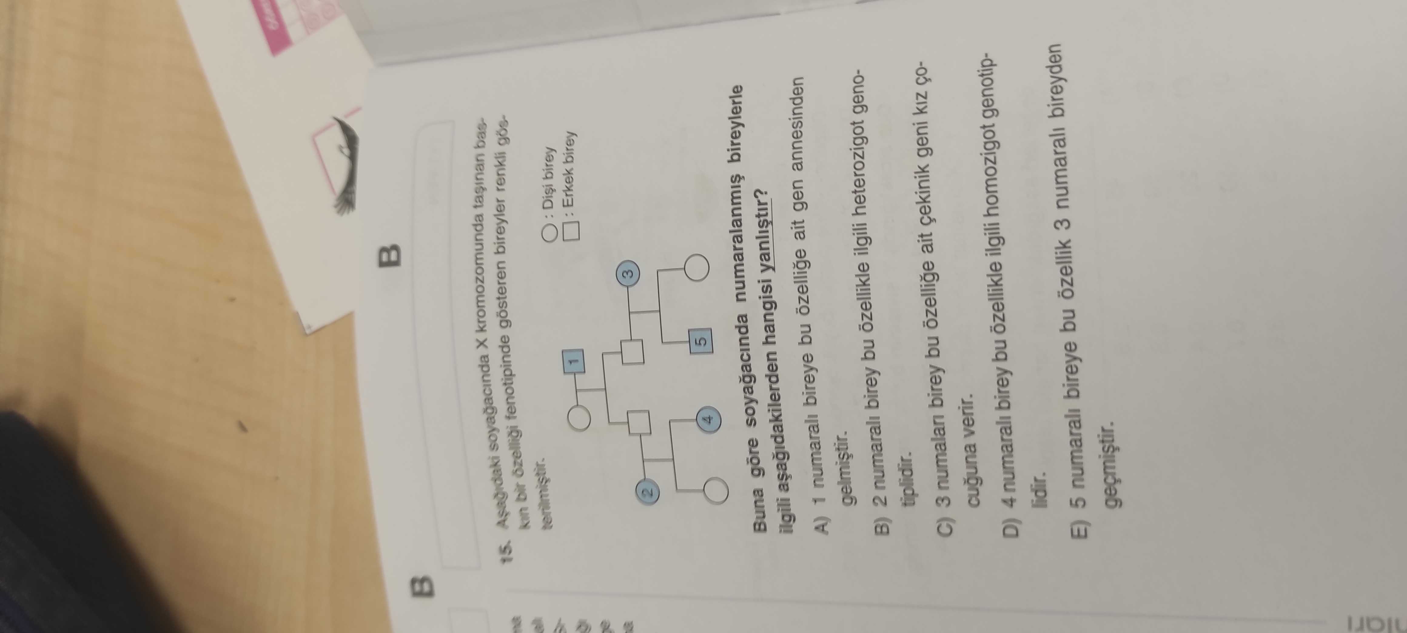 Aşağıdaki soyağacında X kromozomunda taşınan baskın bir özelliği fenotipinde gösteren bireyler