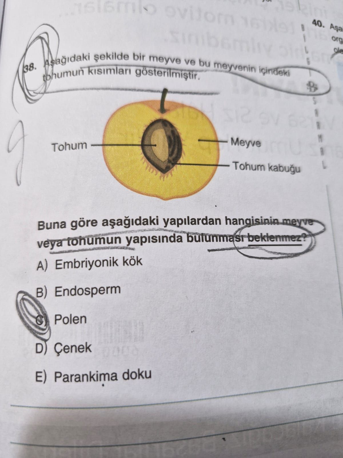 Aşağıdaki şekilde bir meyve ve bu meyvenin içindeki tohumun kısımları gösterilmiştir. Buna göre