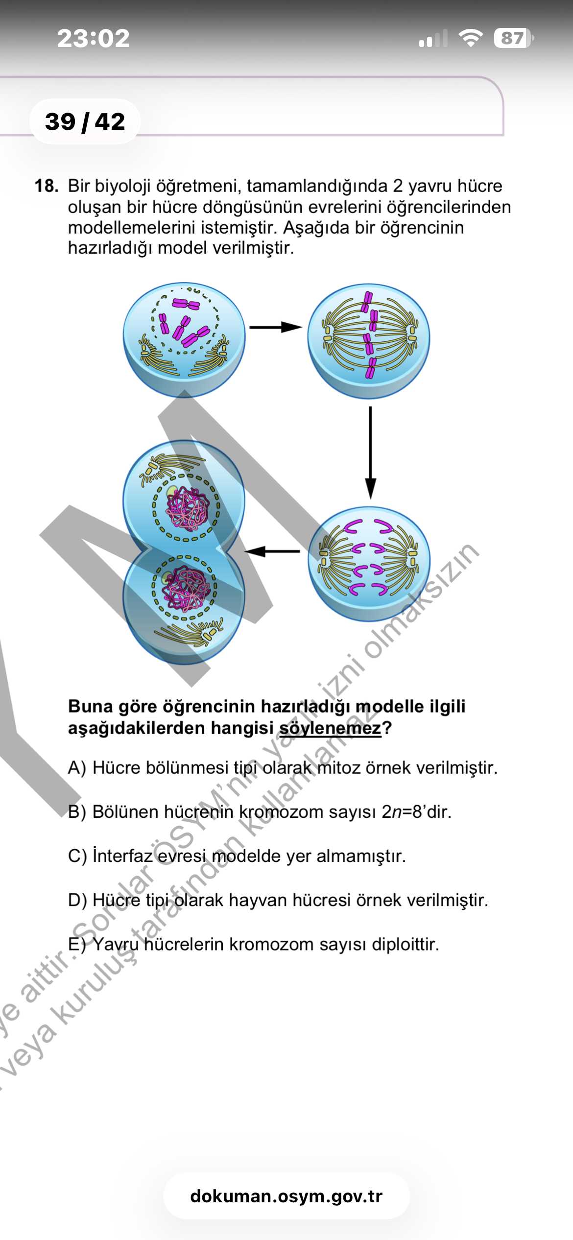 Bir biyoloji öğretmeni, tamamlandığında 2 yavru hücre oluşan bir hücre döngüsünün evrelerini
