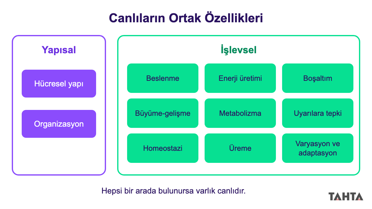 Canlıların ortak özelliklerini yapısal ve işlevsel olarak iki gruba ayıran özet şema