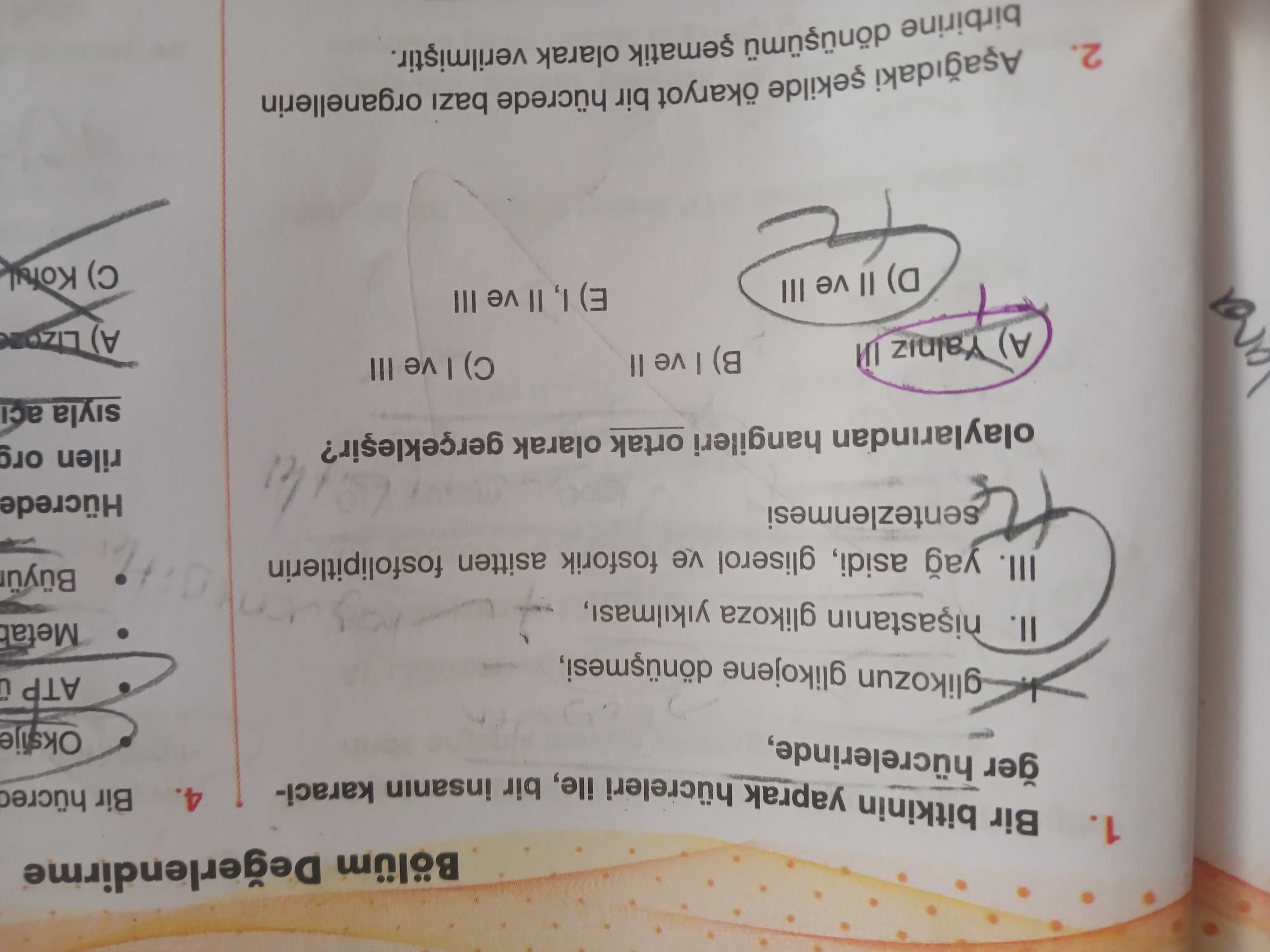 Bir bitkinin yaprak hücreleri ile, bir insanın karaciğer hücrelerinde, I. glikozun glikojene