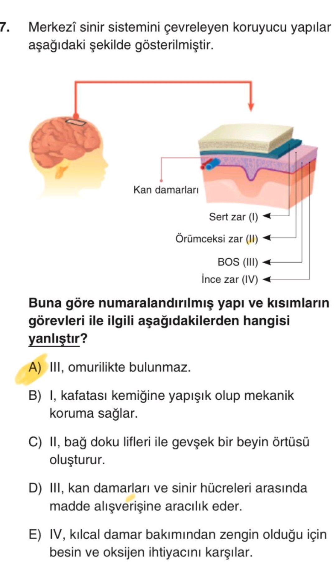Merkezî sinir sistemini çevreleyen koruyucu yapılar aşağıdaki şekilde gösterilmiştir. Buna göre