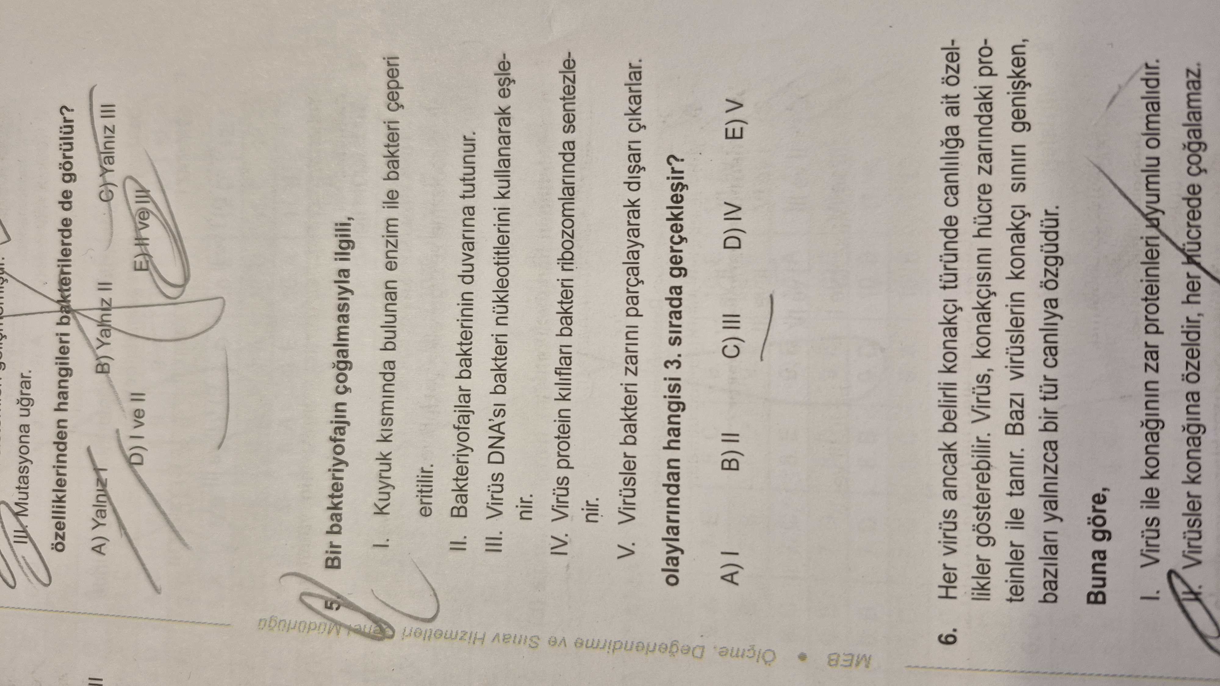 Bir bakteriyofajın çoğalmasıyla ilgili, I. Kuyruk kısmında bulunan enzim ile bakteri çeperi