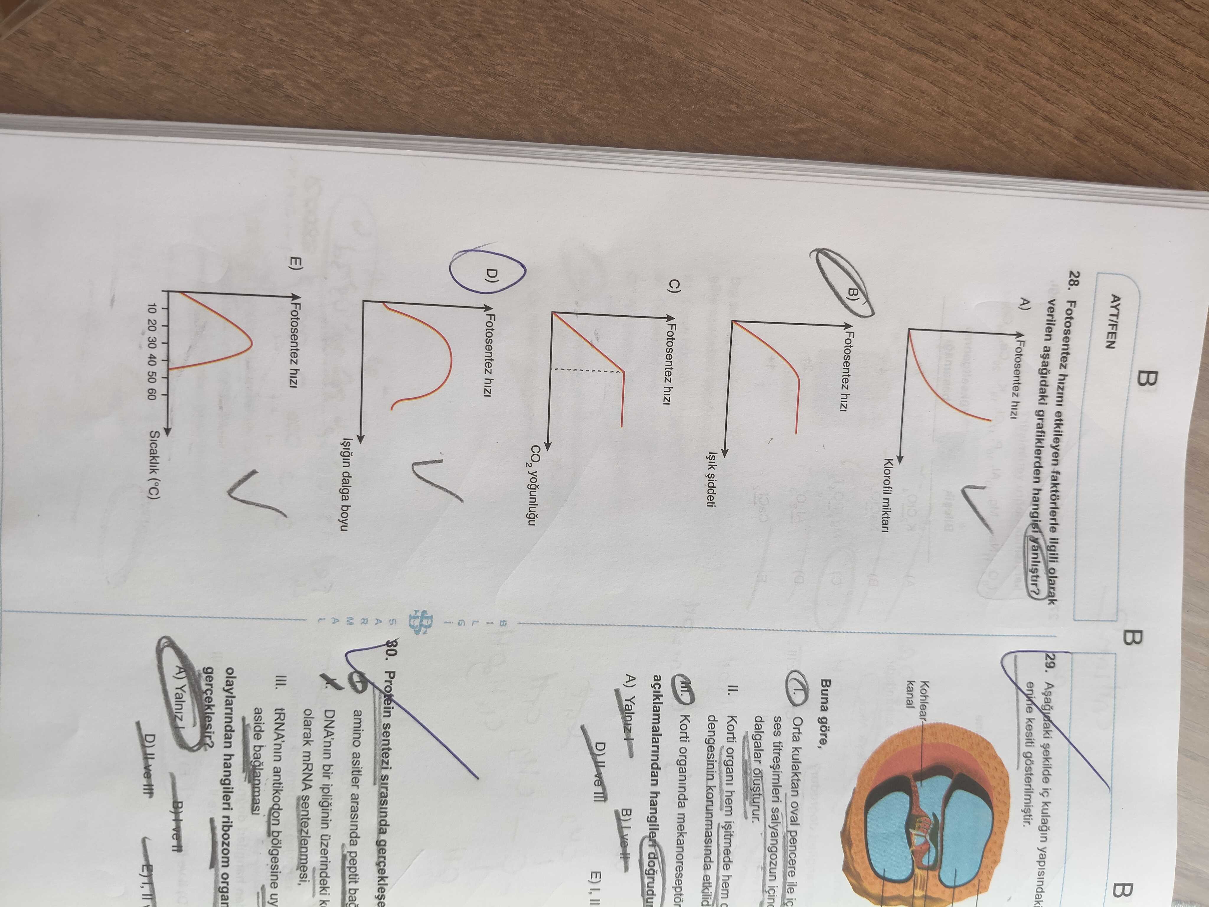 Fotosentez hızını etkileyen faktörlerle ilgili olarak verilen aşağıdaki grafiklerden hangisi