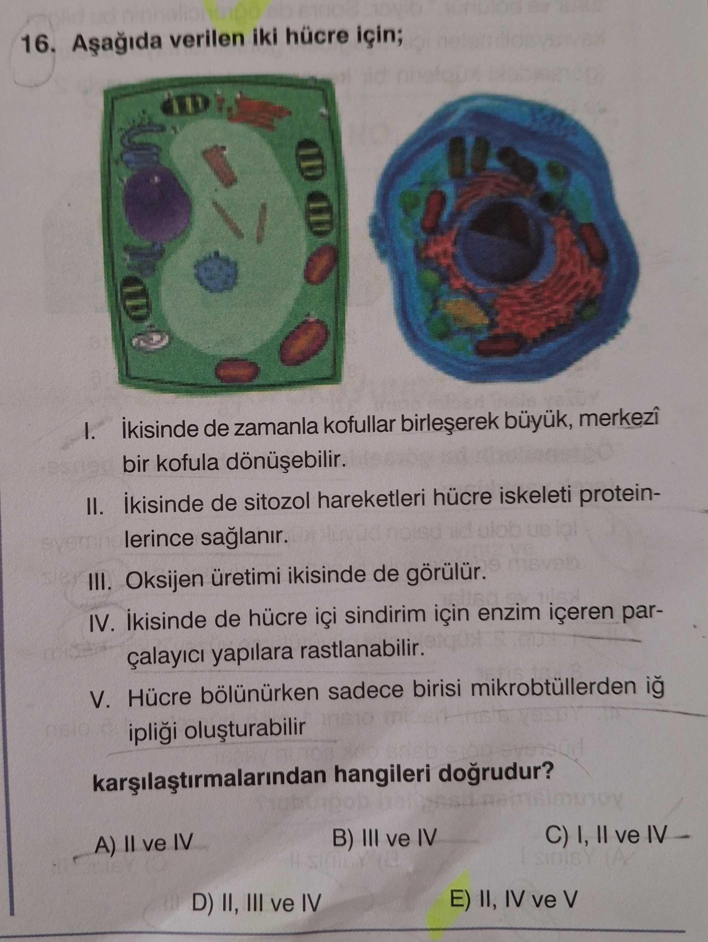 Aşağıda verilen iki hücre için; I. İkisinde de zamanla kofullar birleşerek büyük, merkezî bir kofula