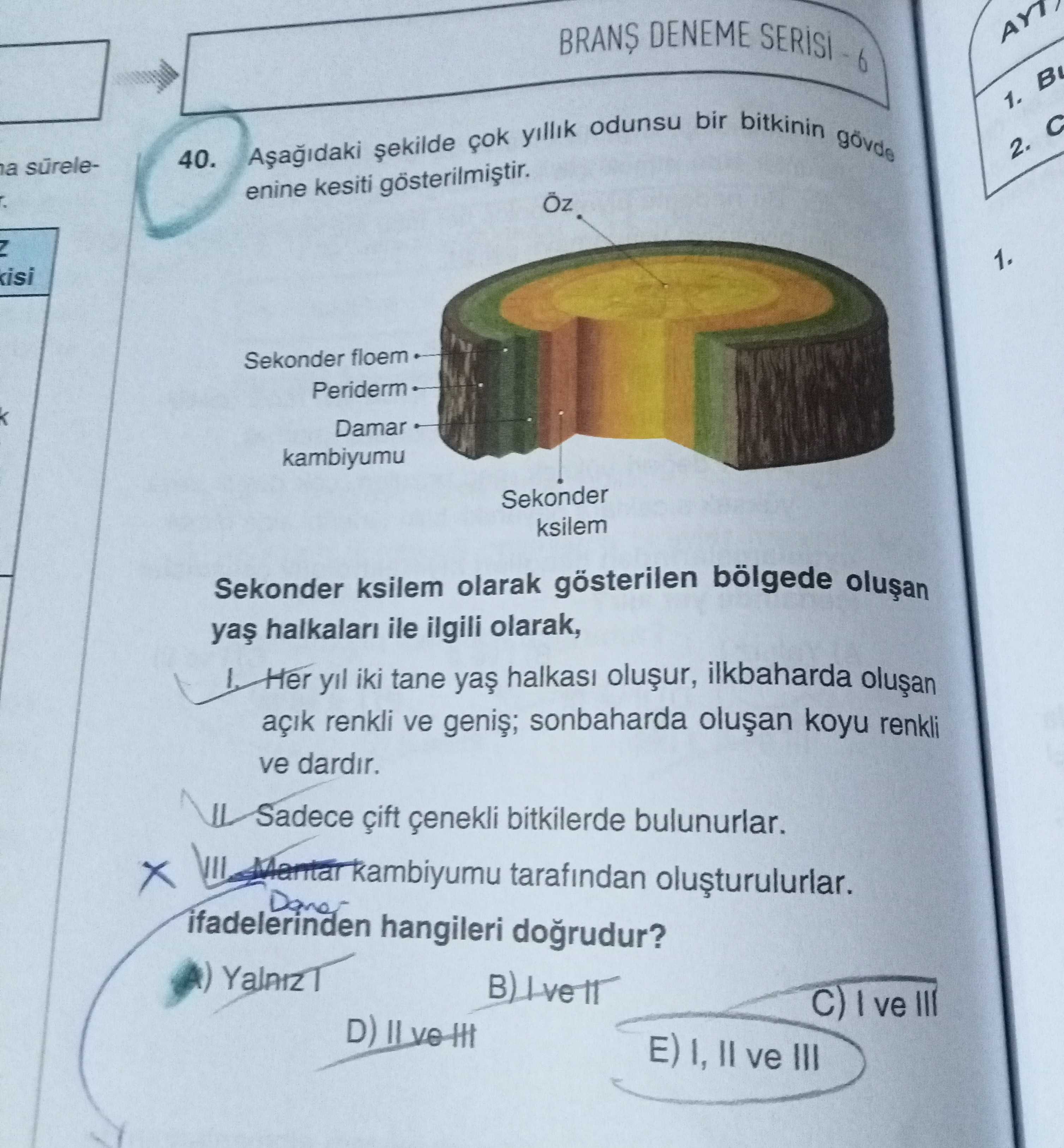 Aşağıdaki şekilde çok yıllık odunsu bir bitkinin gövde enine kesiti gösterilmiştir. Sekonder ksilem