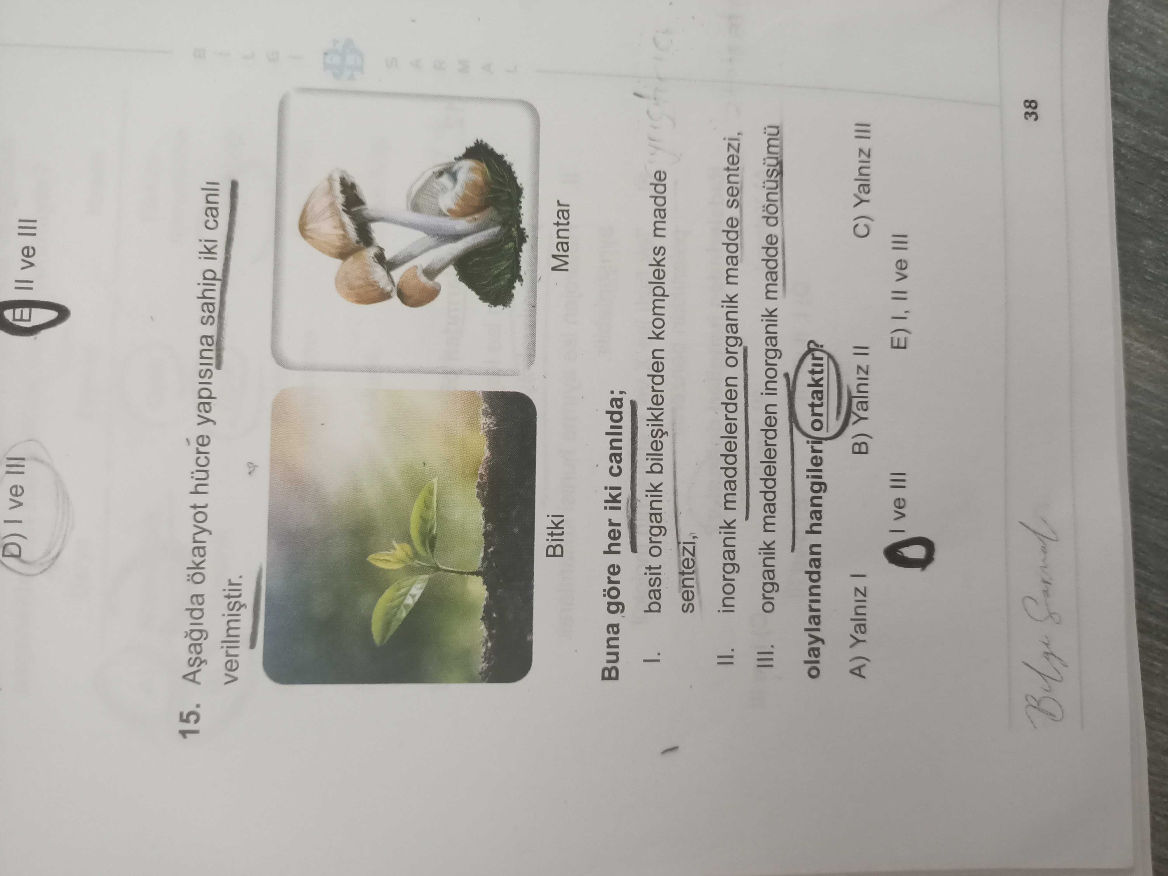Aşağıda ökaryot hücre yapısına sahip iki canlı verilmiştir. Buna göre her iki canlıda; I. basit