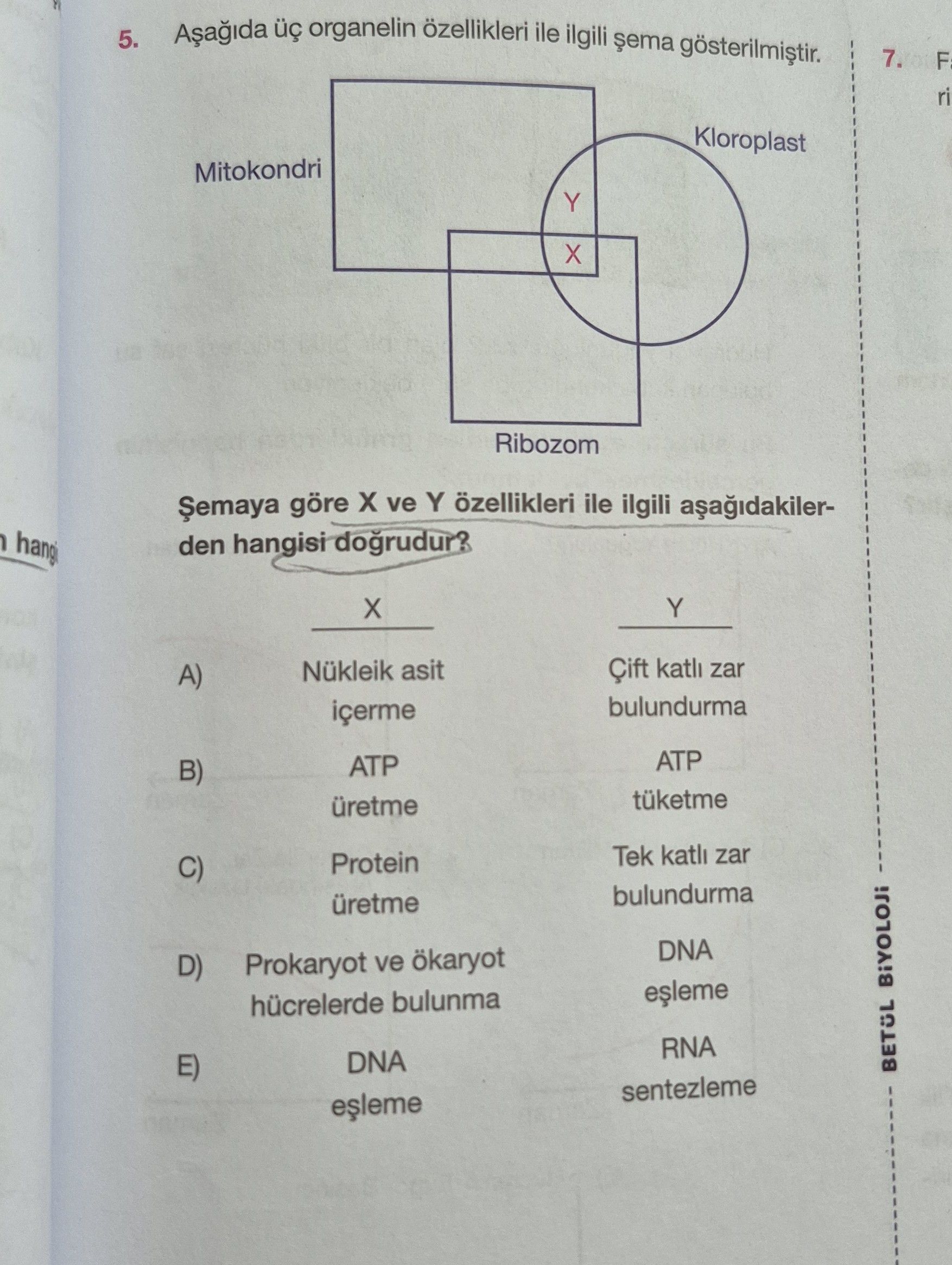 Aşağıda üç organelin özellikleri ile ilgili şema gösterilmiştir. [Şemada Mitokondri (dikdörtgen)
