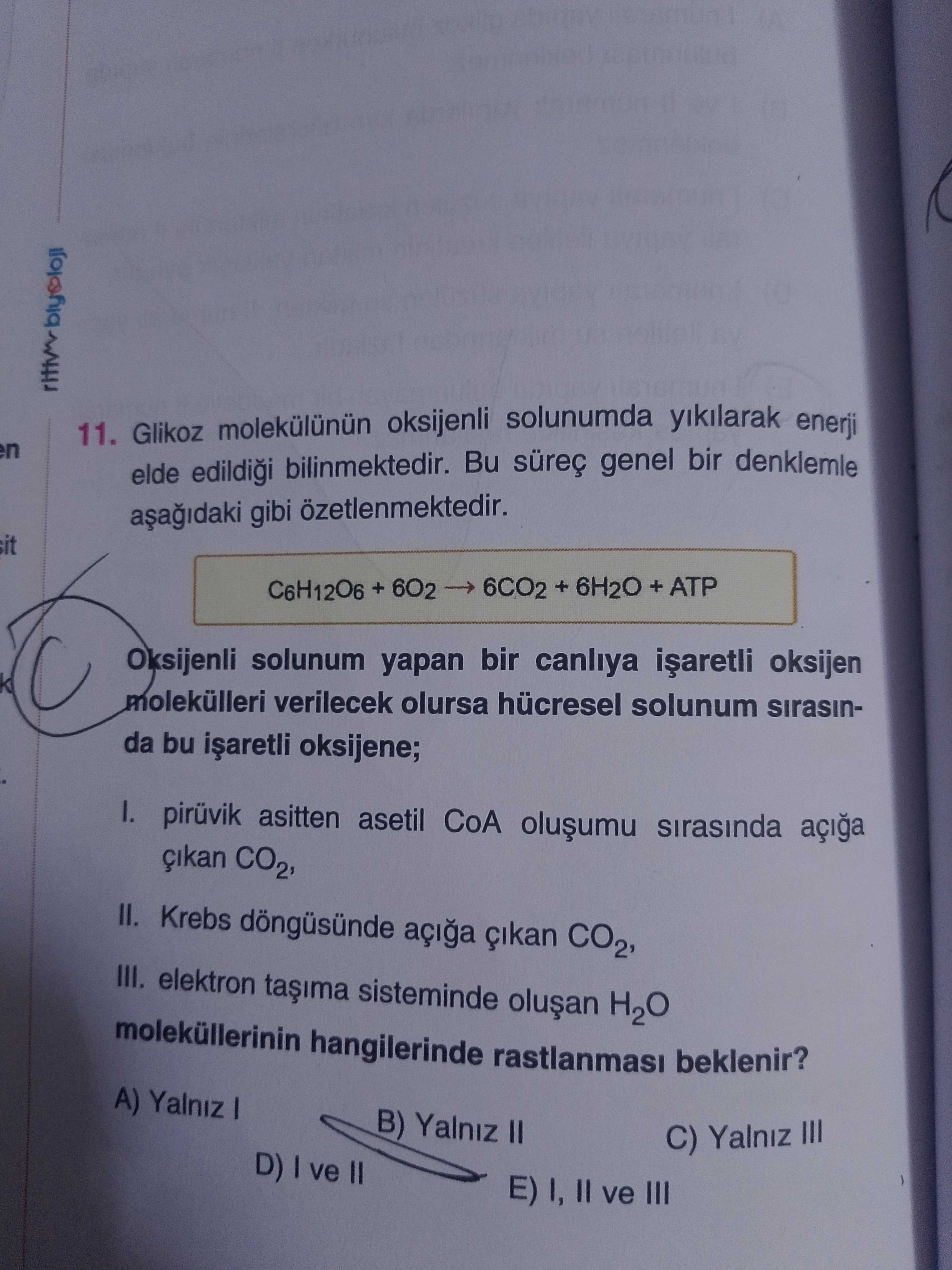 Glikoz molekülünün oksijenli solunumda yıkılarak enerji elde edildiği bilinmektedir. Bu süreç genel