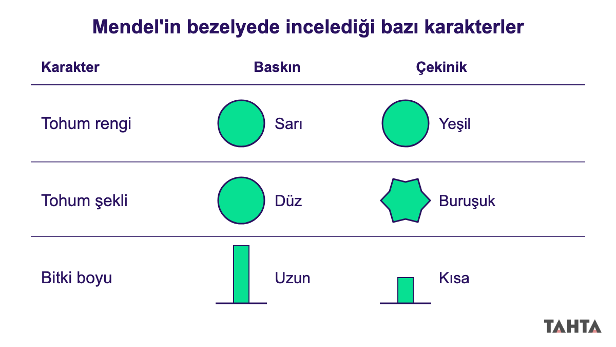 Mendel'in bezelyede incelediği karakterler: tohum rengi, tohum şekli ve bitki boyu