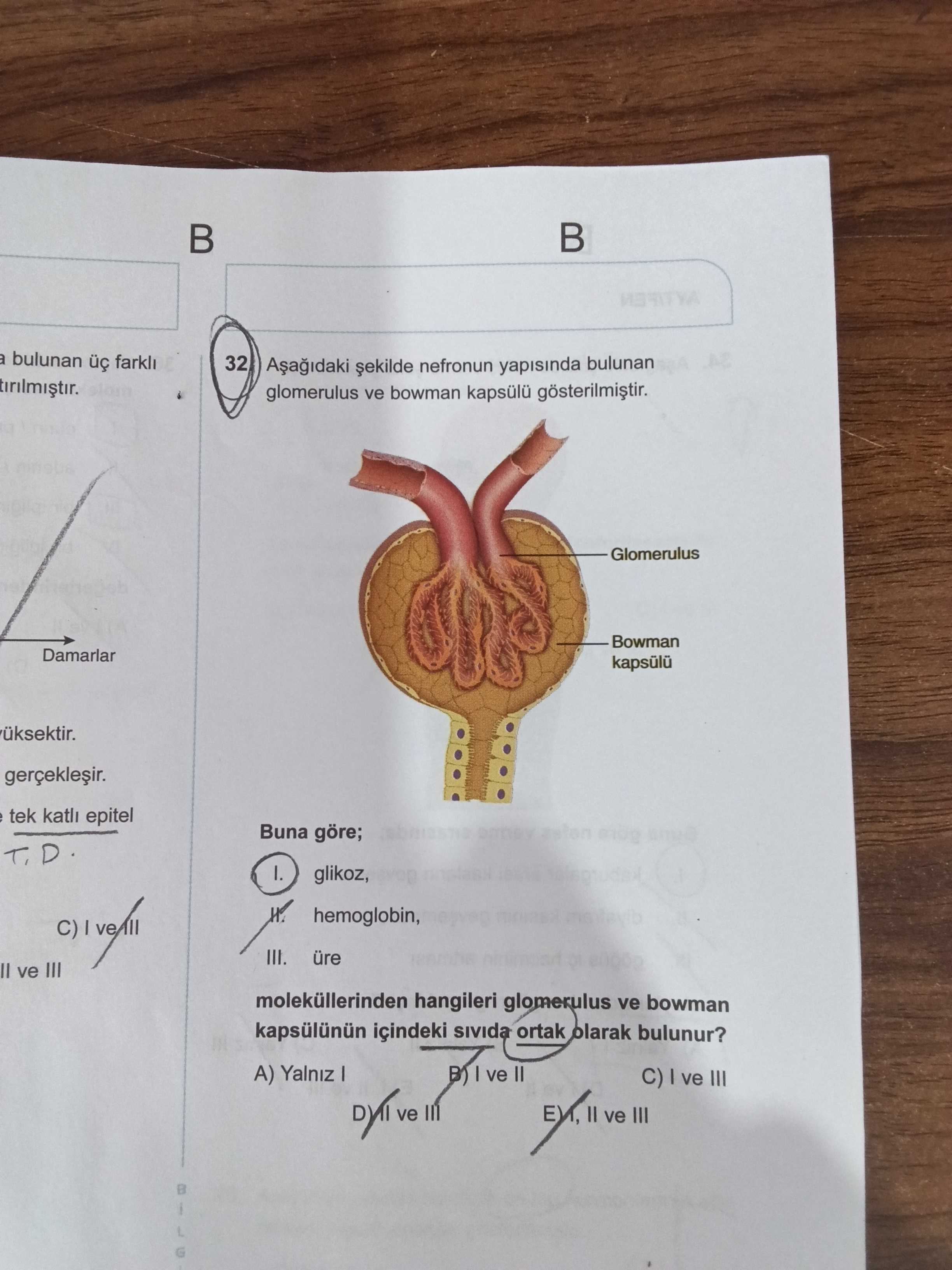 Aşağıdaki şekilde nefronun yapısında bulunan glomerulus ve bowman kapsülü gösterilmiştir. Buna göre