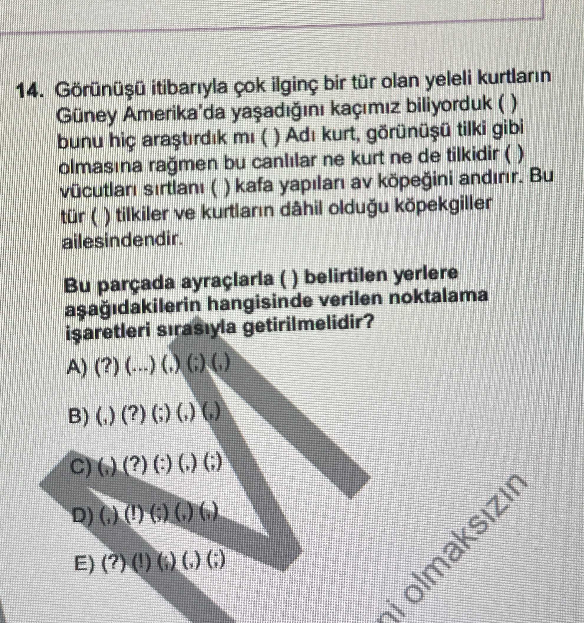 Görünüşü itibarıyla çok ilginç bir tür olan yeleli kurtların Güney Amerika'da yaşadığını kaçımız