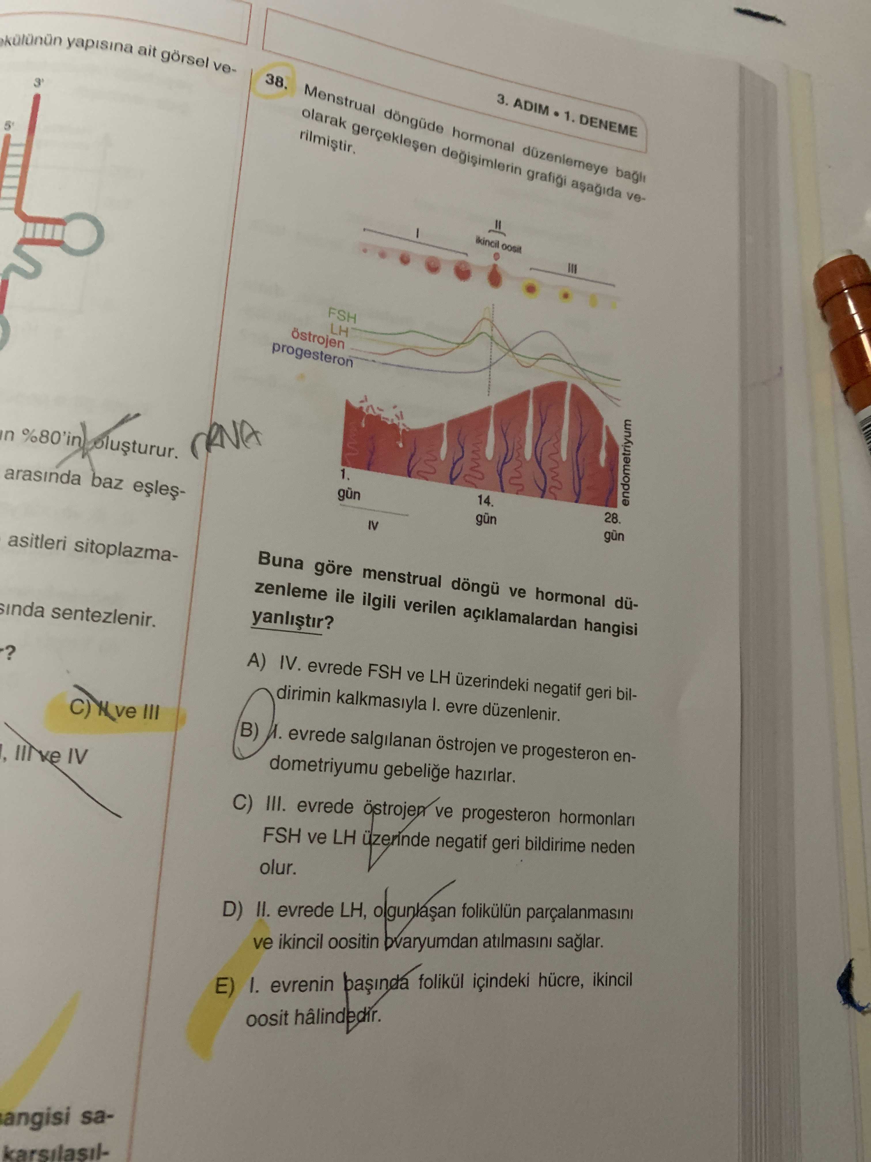 Menstrual döngüde hormonal düzenlemeye bağlı olarak gerçekleşen değişimlerin grafiği aşağıda
