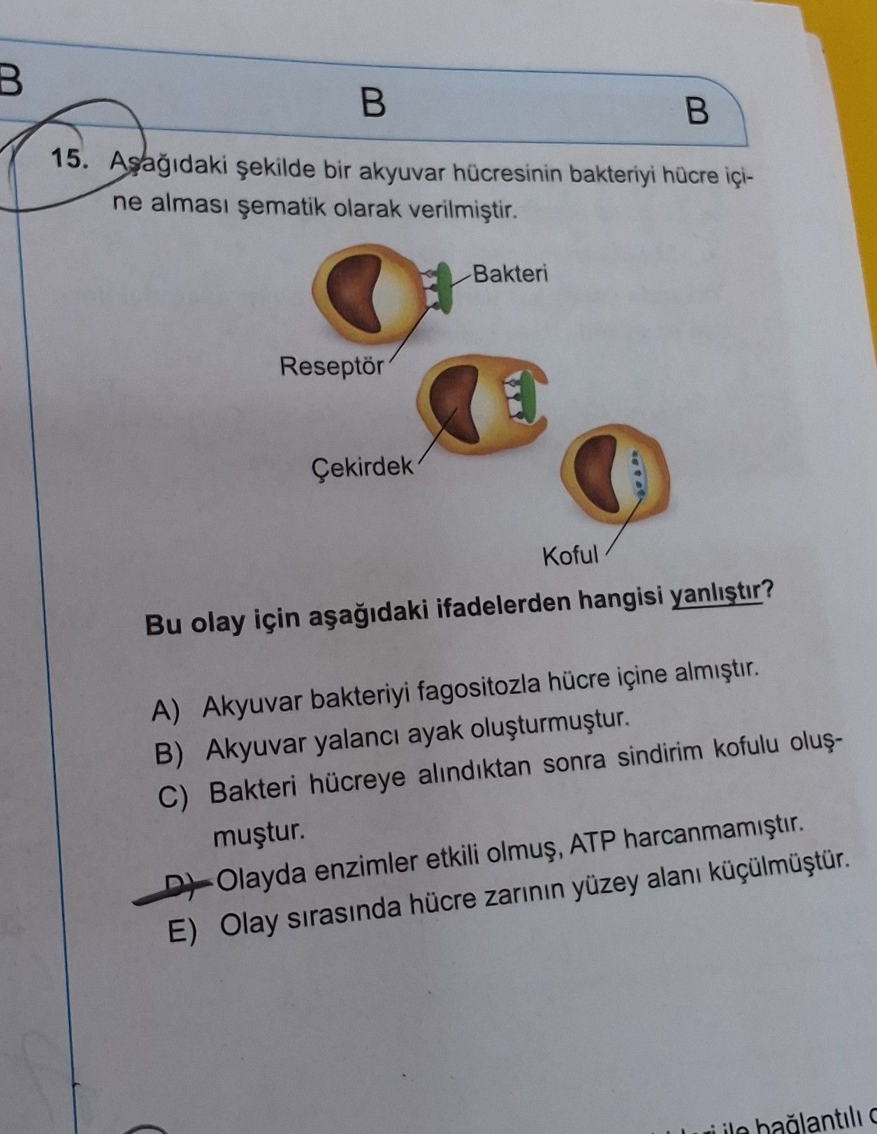 Aşağıdaki şekilde bir akyuvar hücresinin bakteriyi hücre içine alması şematik olarak verilmiştir. Bu
