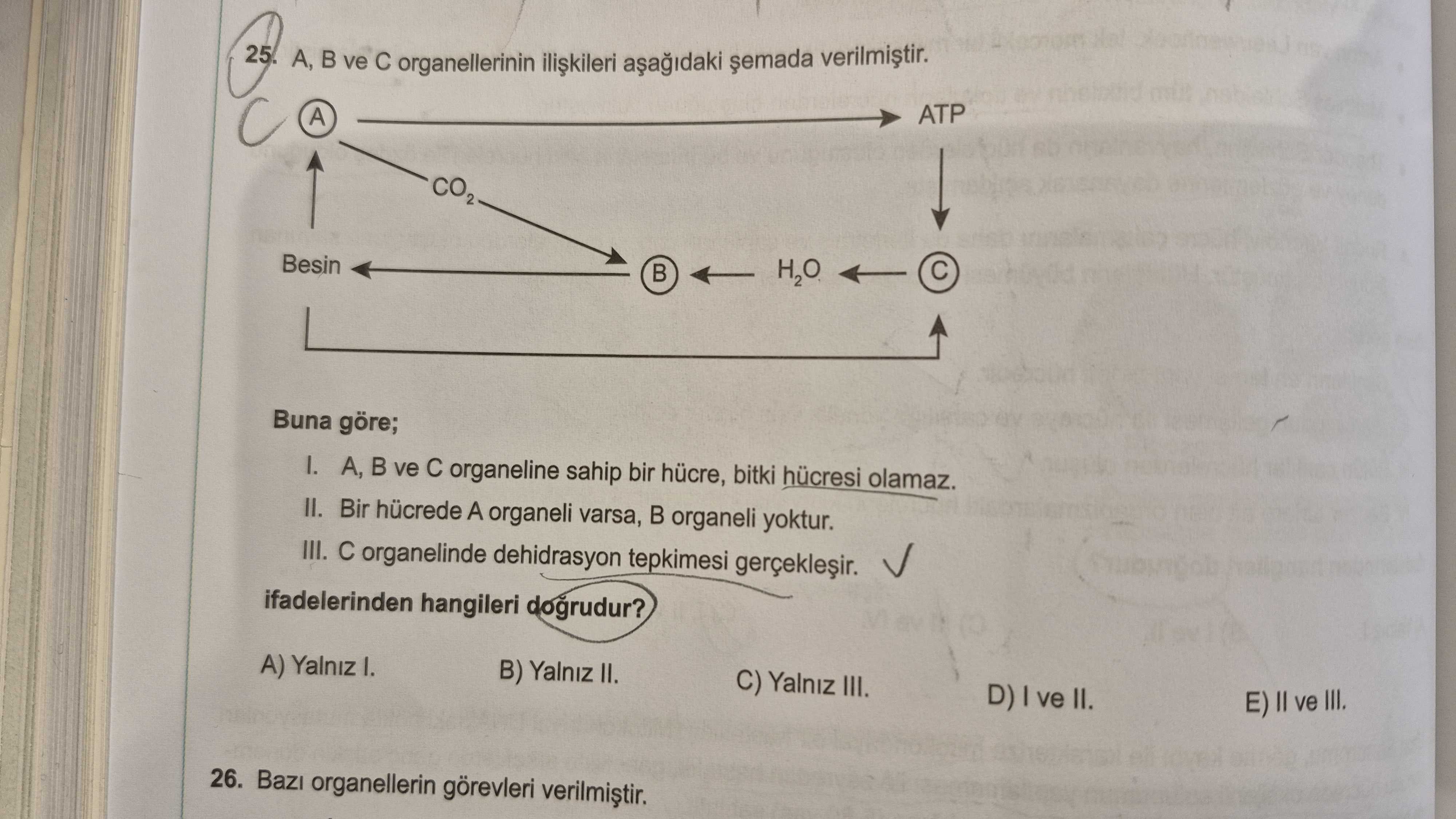 A, B ve C organellerinin ilişkileri aşağıdaki şemada verilmiştir. Buna göre; I. A, B ve C organeline