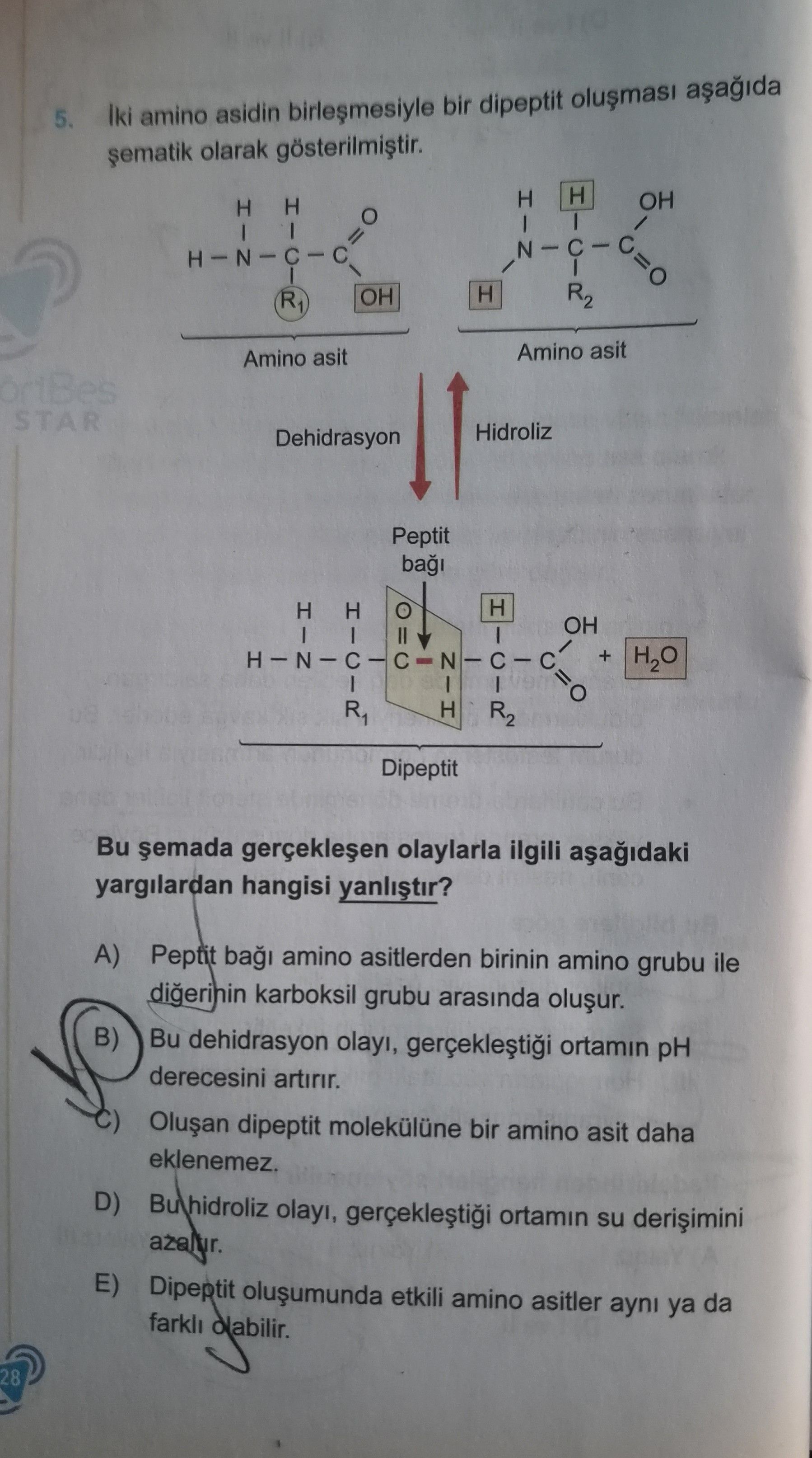 İki amino asidin birleşmesiyle bir dipeptit oluşması aşağıda şematik olarak gösterilmiştir. Bu