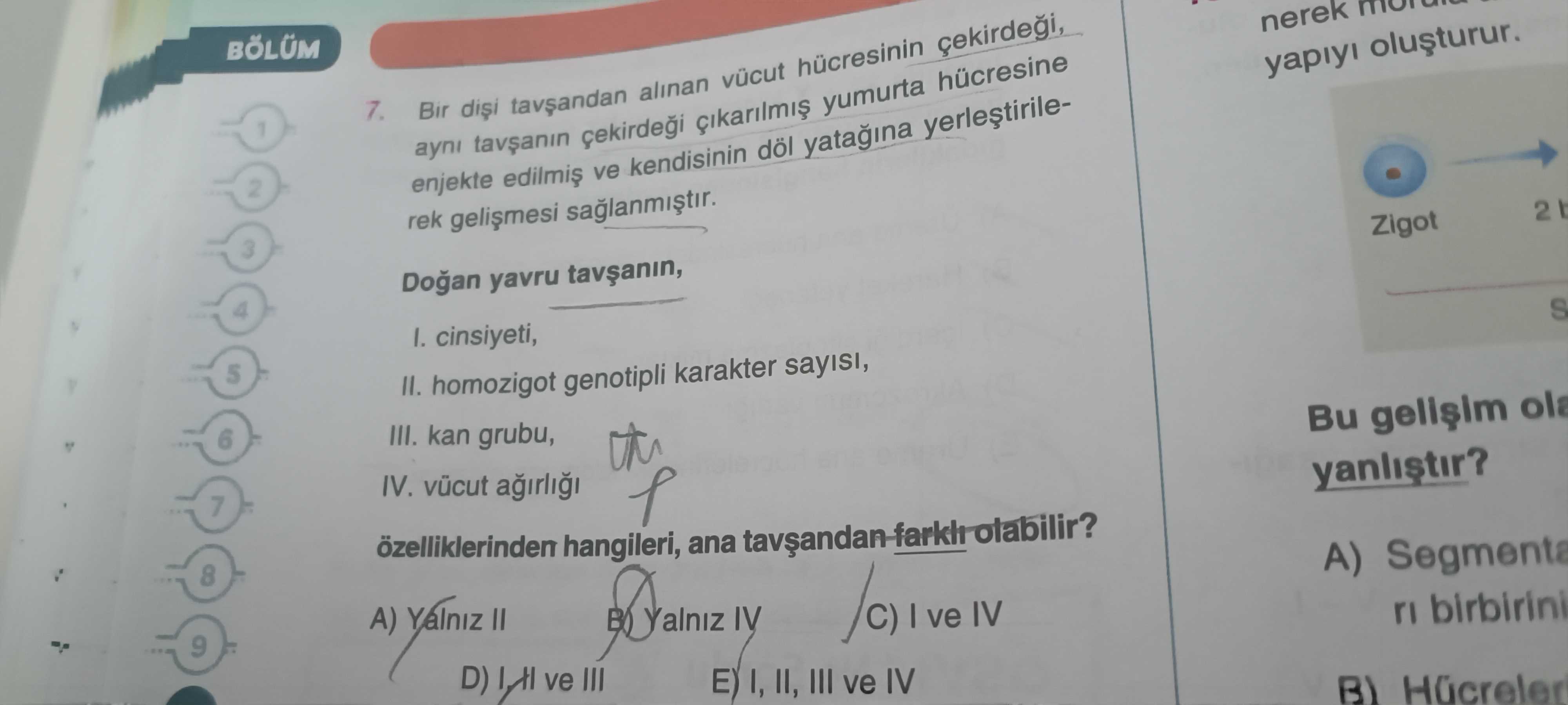 Bir dişi tavşandan alınan vücut hücresinin çekirdeği, aynı tavşanın çekirdeği çıkarılmış yumurta