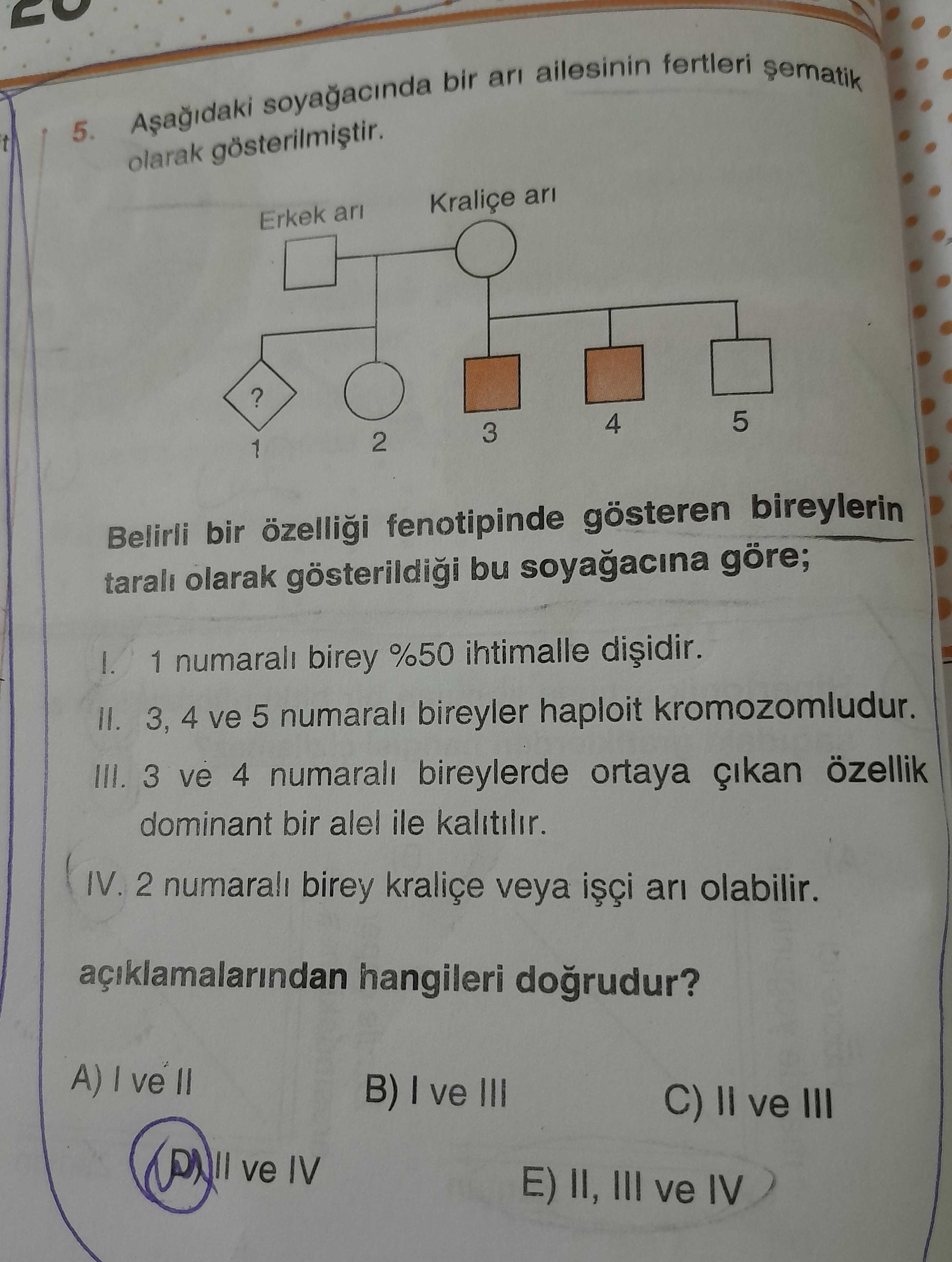 Aşağıdaki soyağacında bir arı ailesinin fertleri şematik olarak gösterilmiştir. Belirli bir özelliği