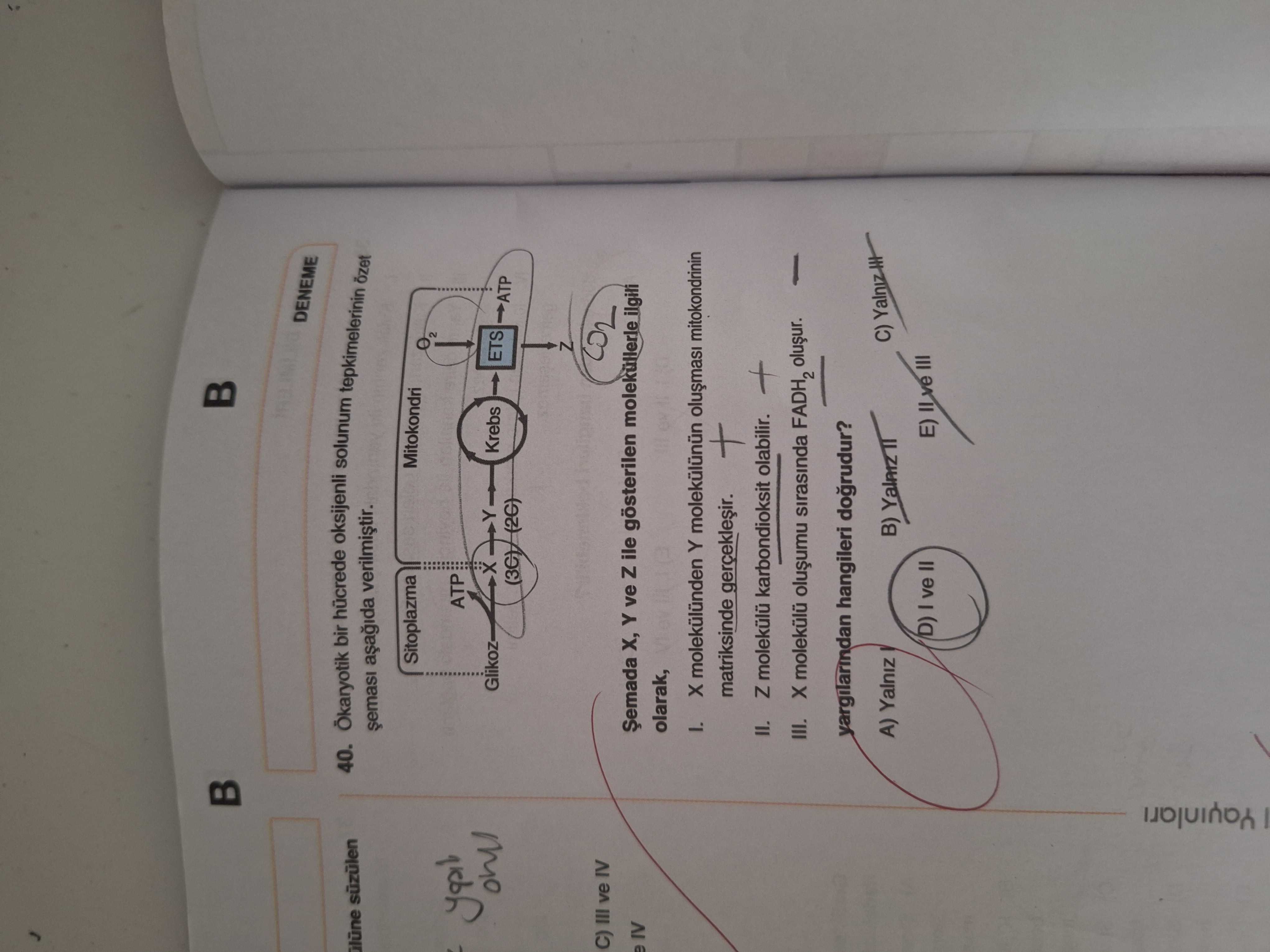 Ökaryotik bir hücrede oksijenli solunum tepkimelerinin özet şeması aşağıda verilmiştir. Şemada X, Y