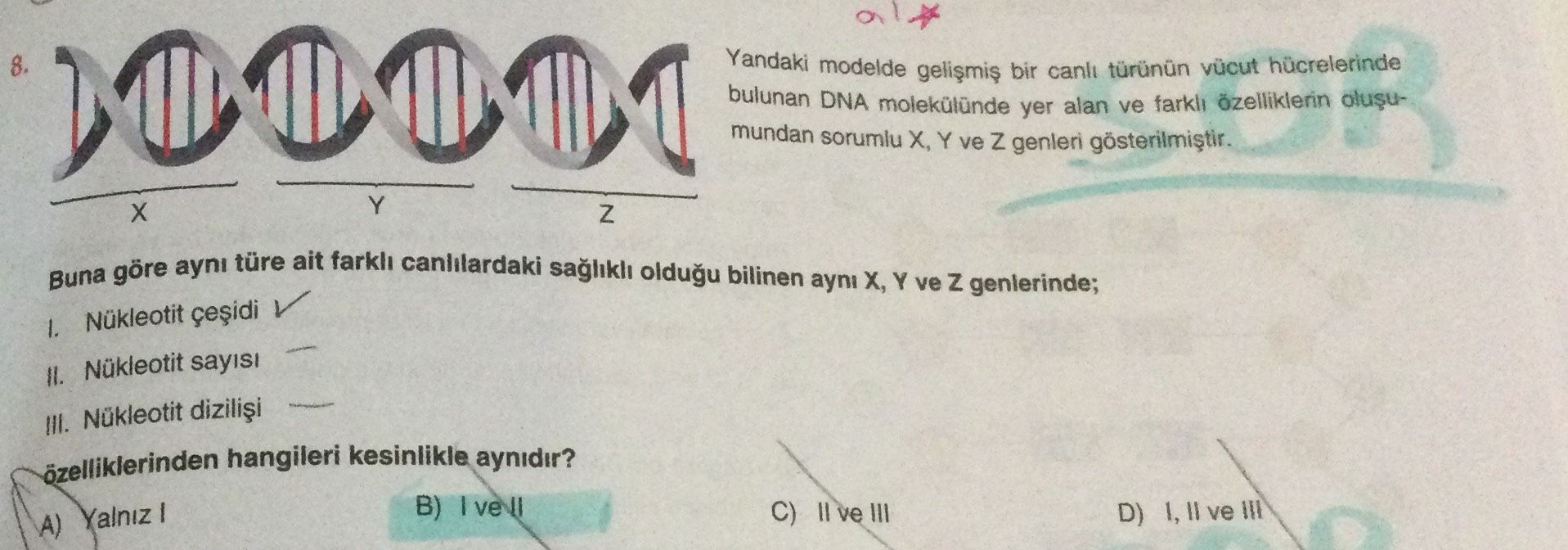 Yandaki modelde gelişmiş bir canlı türünün vücut hücrelerinde bulunan DNA molekülünde yer alan ve