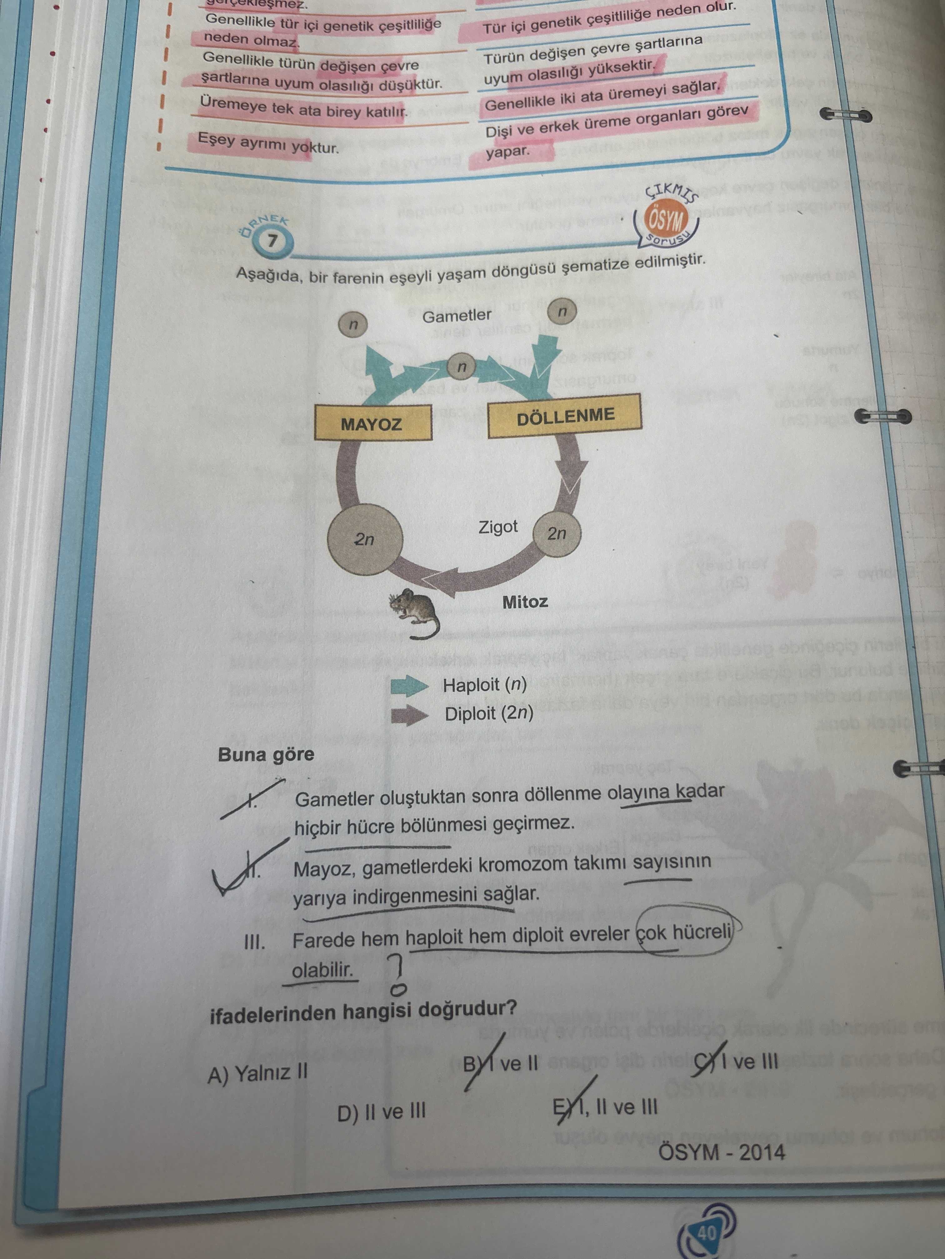 Aşağıda, bir farenin eşeyli yaşam döngüsü şematize edilmiştir. Buna göre I. Gametler oluştuktan
