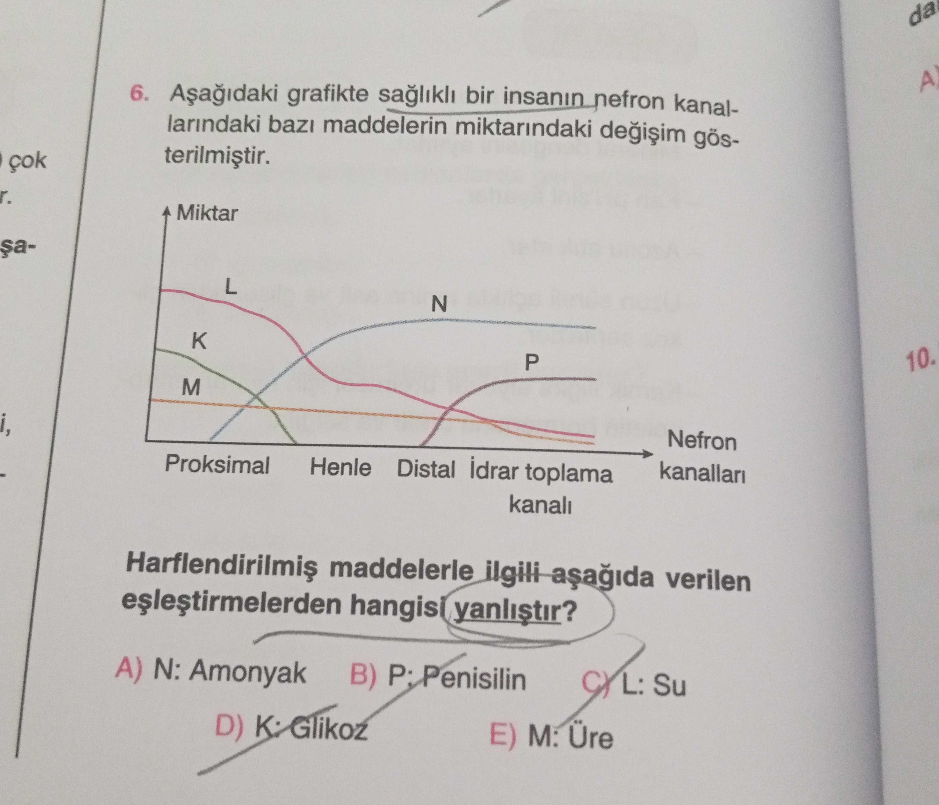 Aşağıdaki grafikte sağlıklı bir insanın nefron kanallarındaki bazı maddelerin miktarındaki değişim