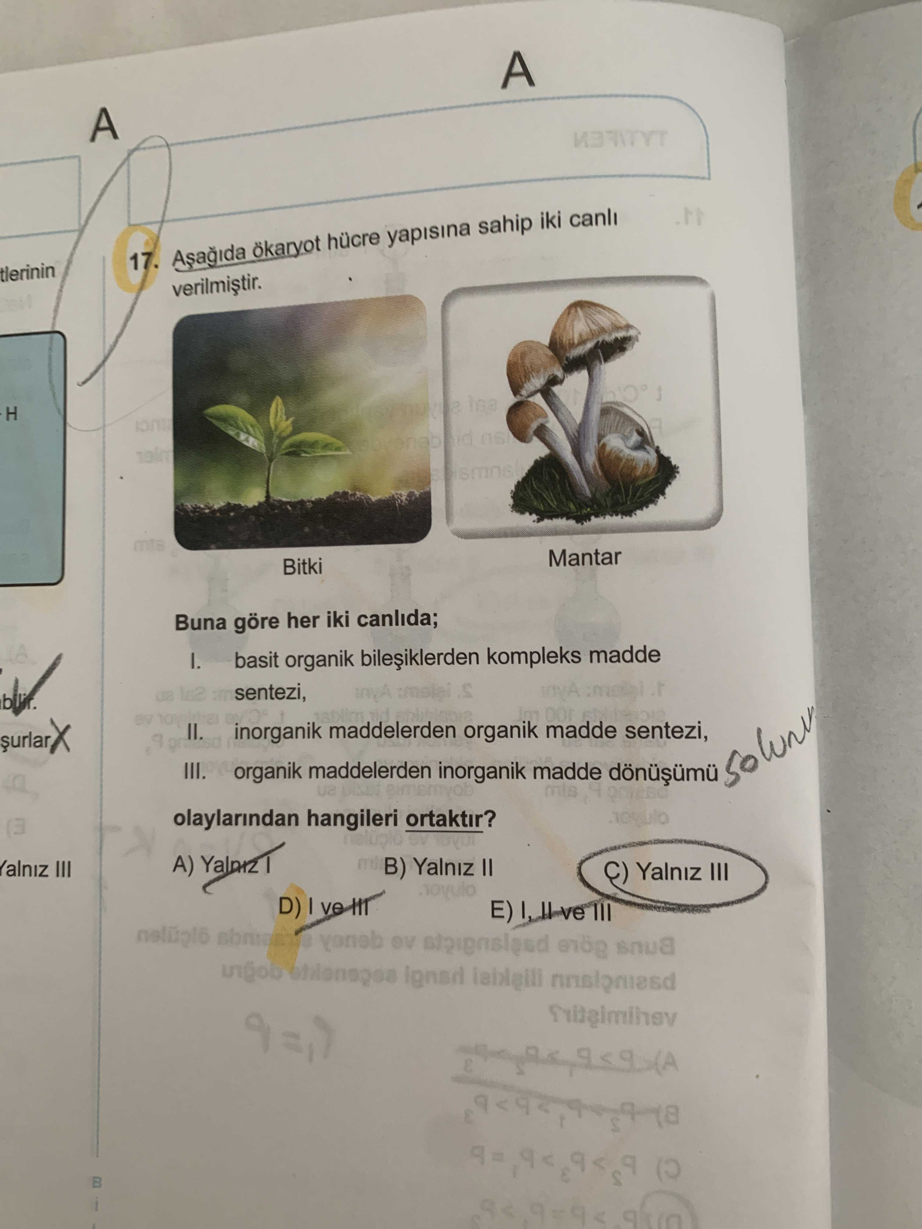 Aşağıda ökaryot hücre yapısına sahip iki canlı verilmiştir. Buna göre her iki canlıda; I. basit