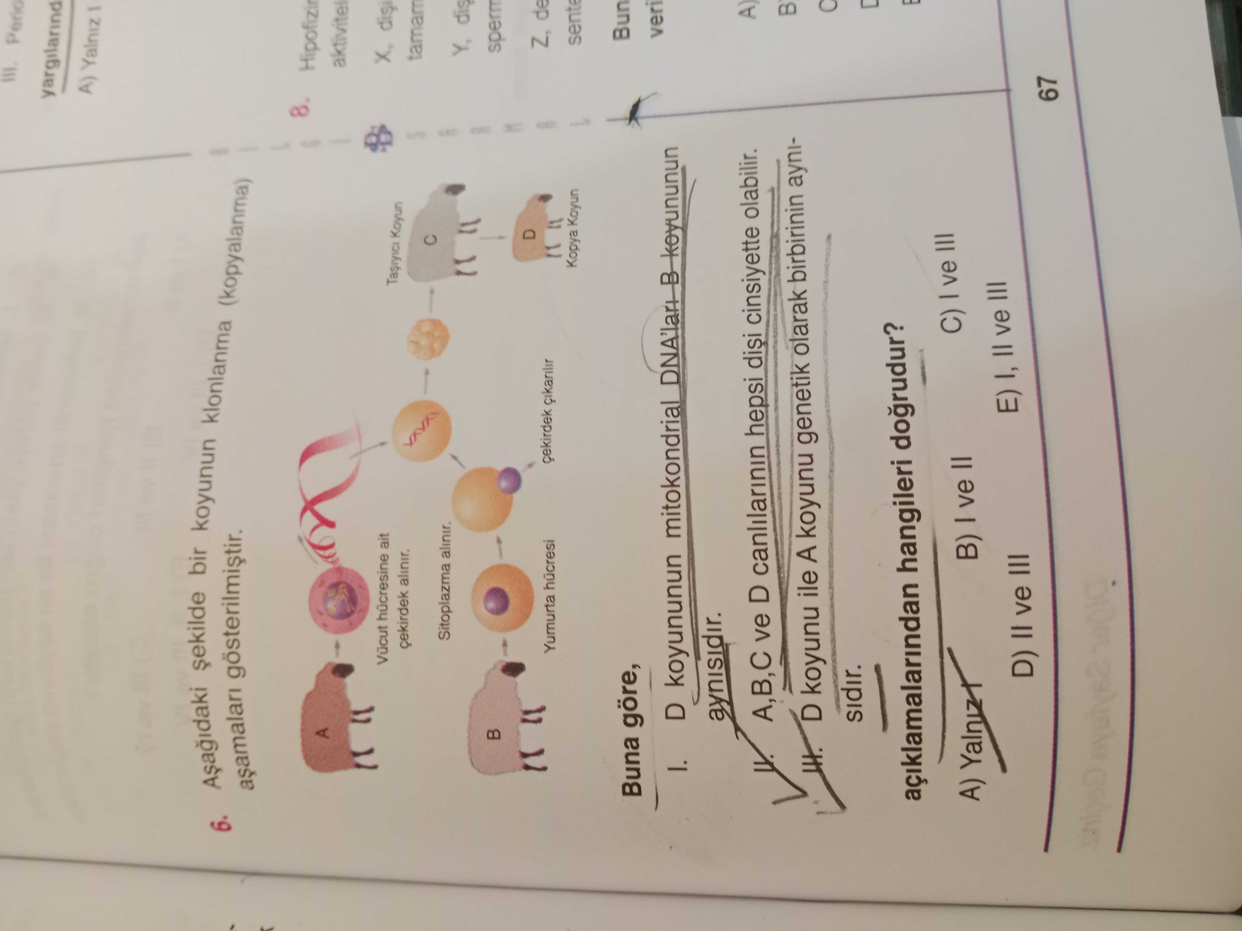 Aşağıdaki şekilde bir koyunun klonlanma (kopyalanma) aşamaları gösterilmiştir. Buna göre, I. D koyununun mitokondrial DNA'ları B