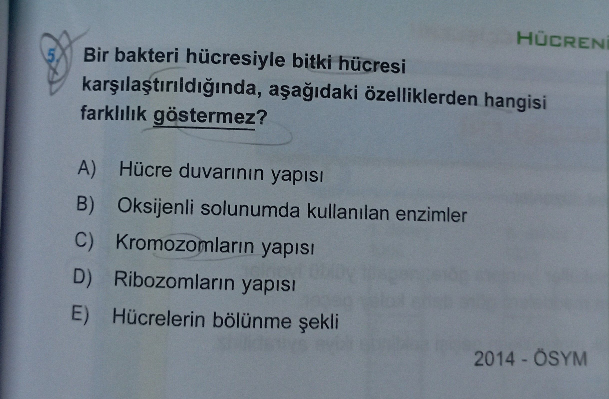 Bir bakteri hücresiyle bitki hücresi karşılaştırıldığında, aşağıdaki özelliklerden hangisi farklılık