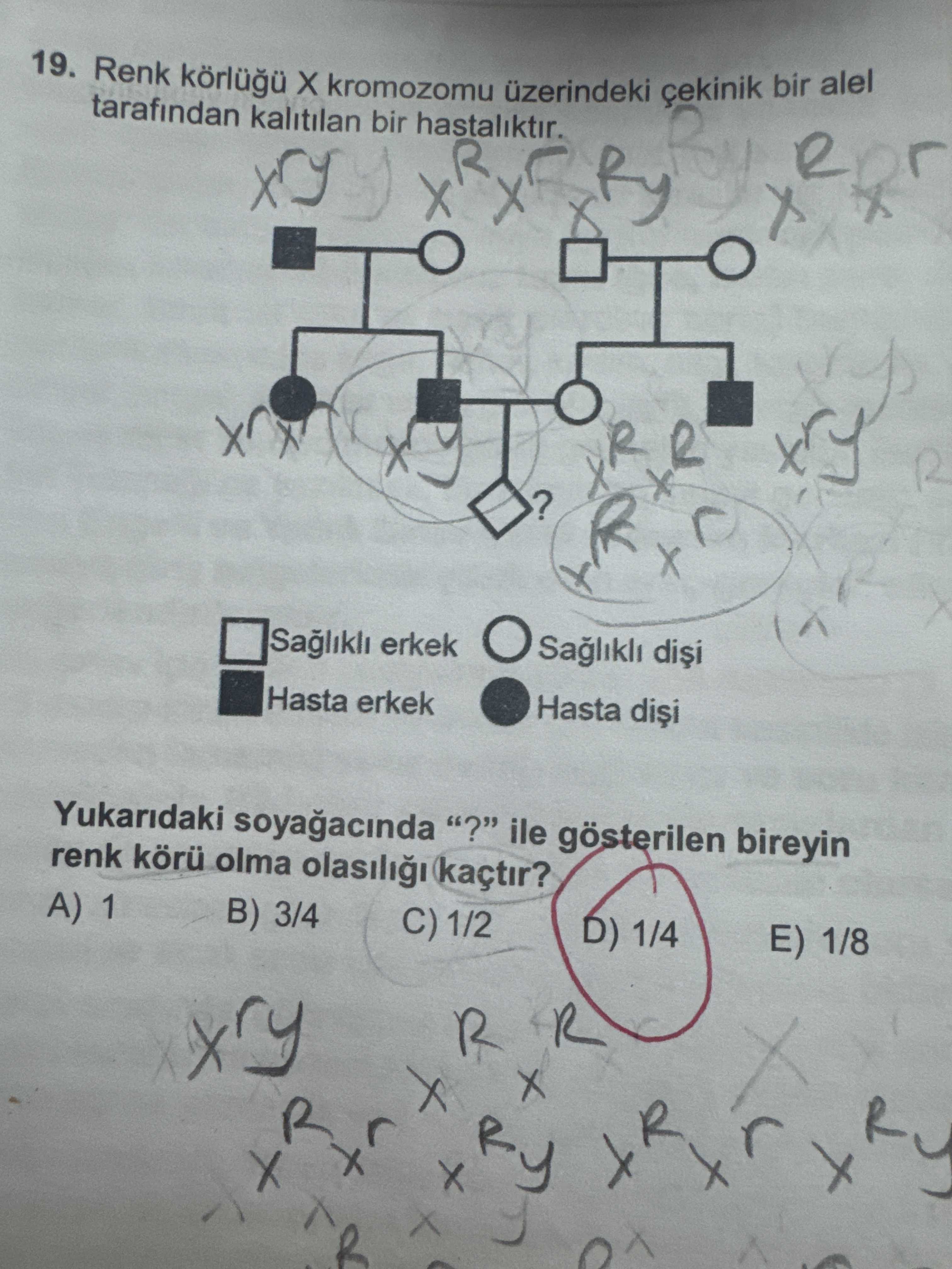 Renk körlüğü X kromozomu üzerindeki çekinik bir alel tarafından kalıtılan bir hastalıktır. □