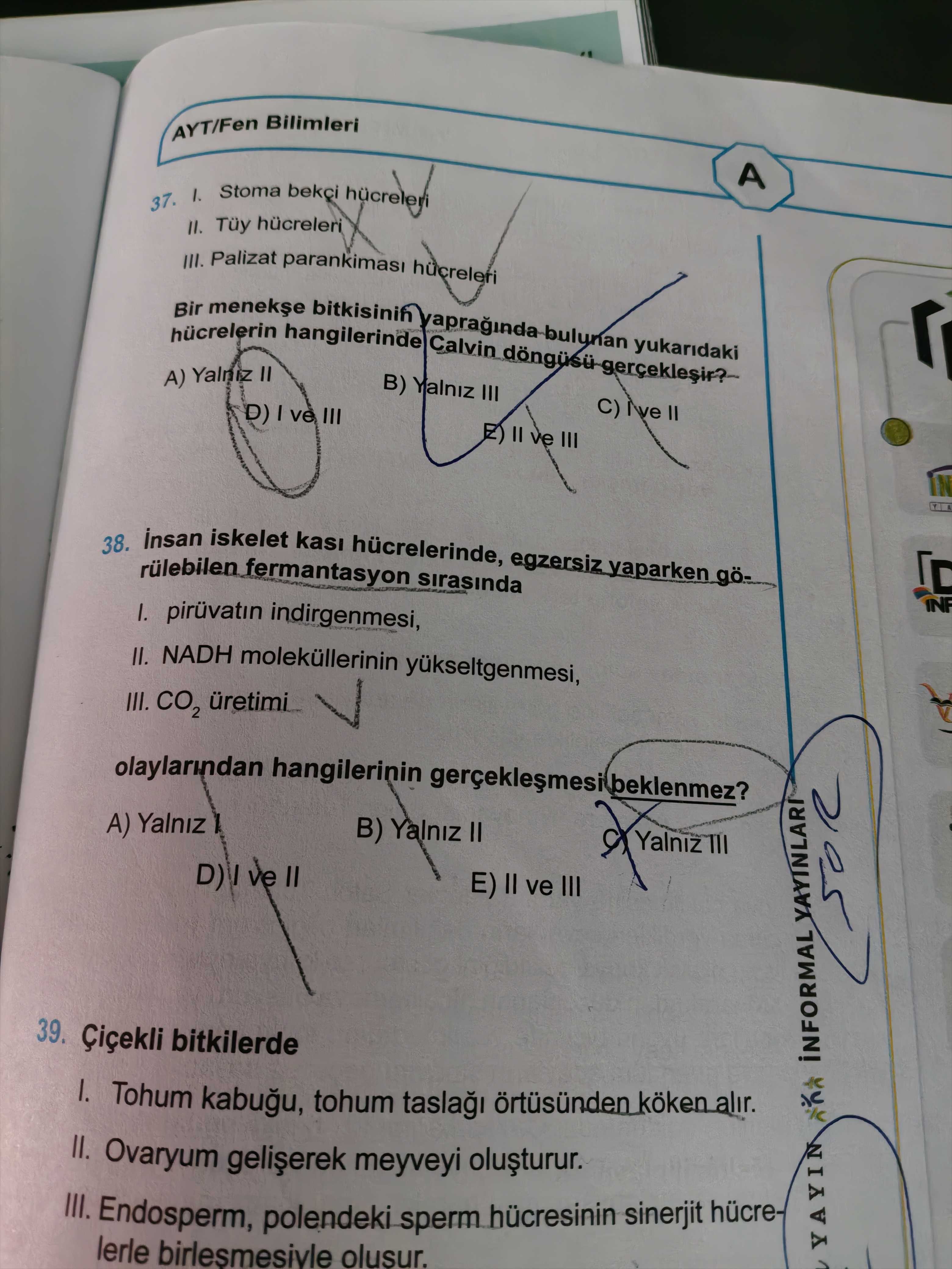 I. Stoma bekçi hücreleri II. Tüy hücreleri III. Palizat parankiması hücreleri Bir menekşe bitkisinin