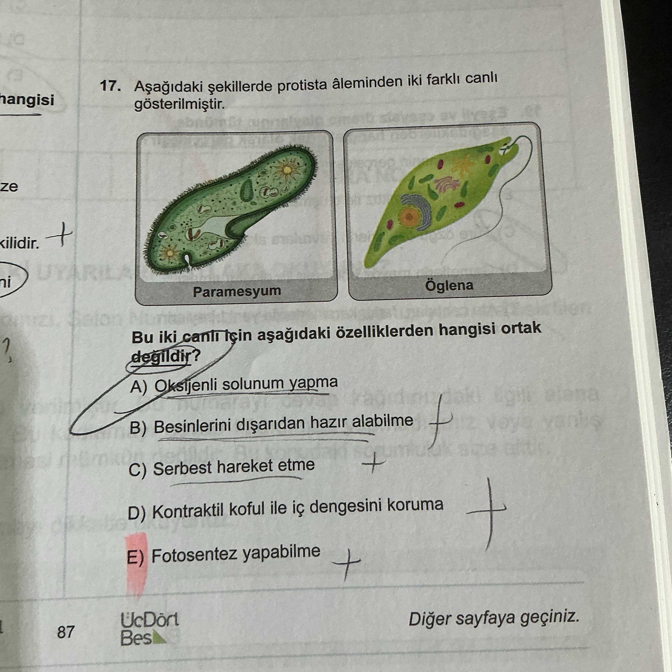 Aşağıdaki şekillerde protista âleminden iki farklı canlı gösterilmiştir. Bu iki canlı için aşağıdaki