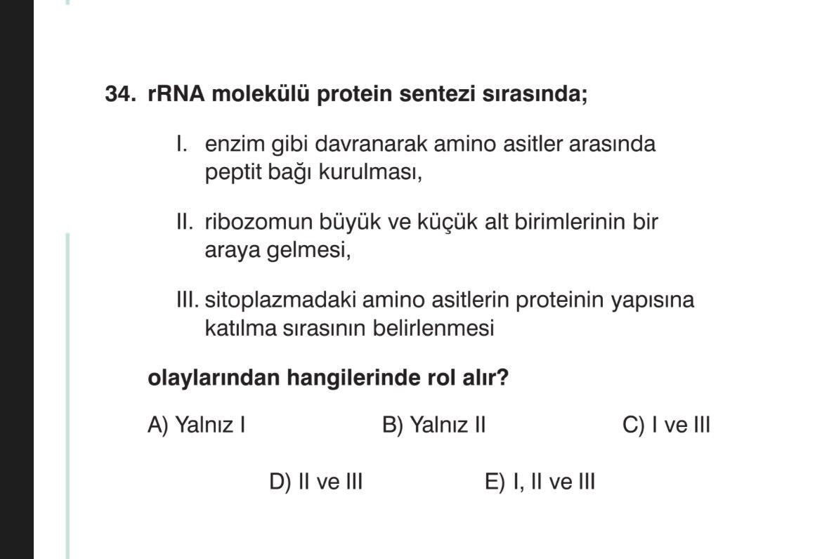 rRNA molekülü protein sentezi sırasında; I. enzim gibi davranarak amino asitler arasında peptit bağı