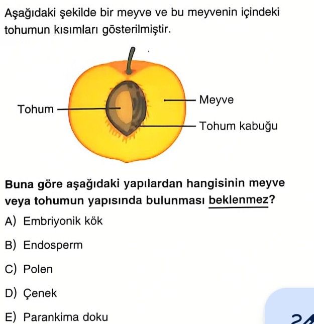 Aşağıdaki şekilde bir meyve ve bu meyvenin içindeki tohum kısımları gösterilmiştir. Buna göre aşağıdaki yapılardan hangisinin