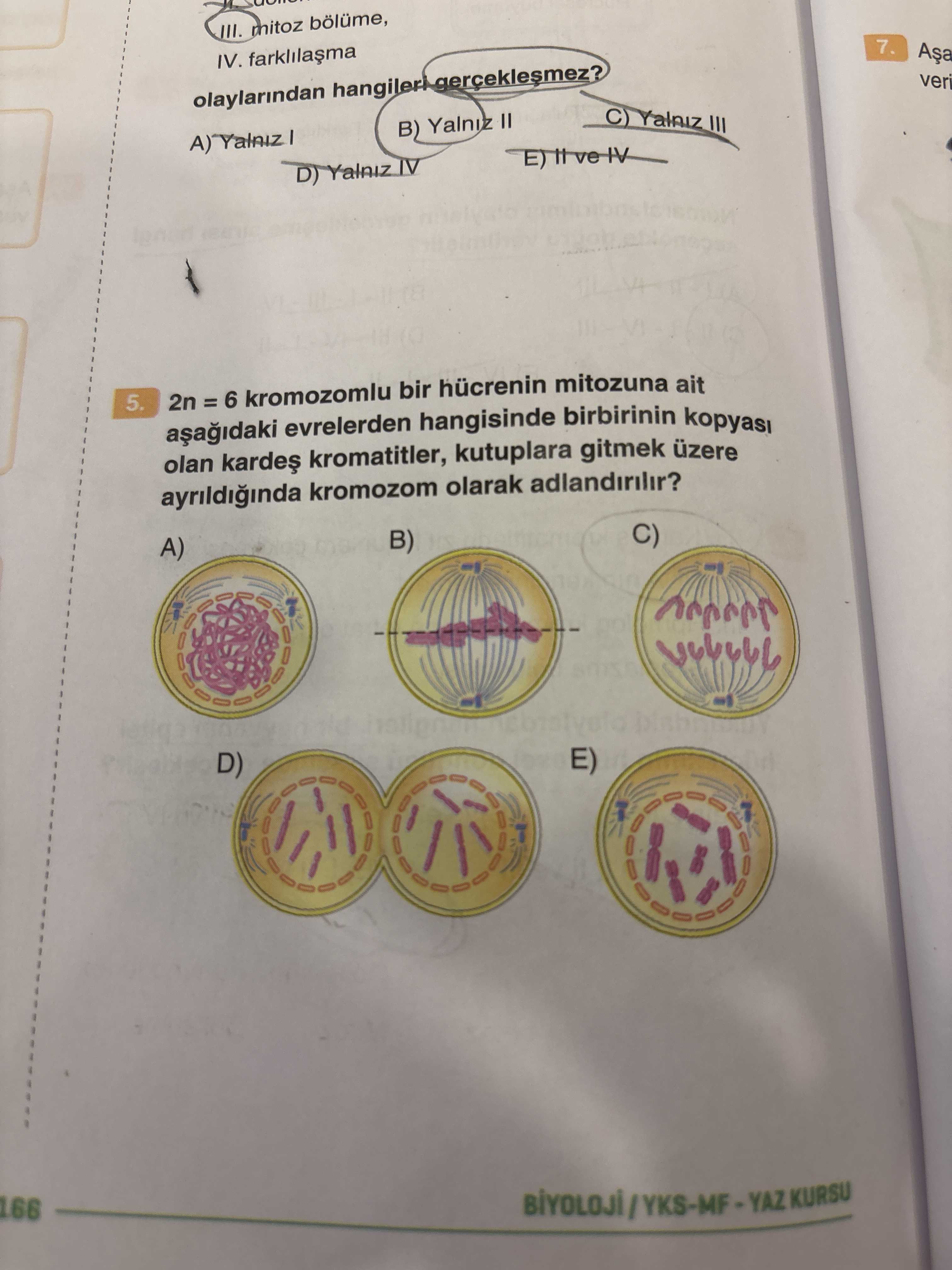 2n = 6 kromozomlu bir hücrenin mitozuna ait aşağıdaki evrelerden hangisinde birbirinin kopyası olan