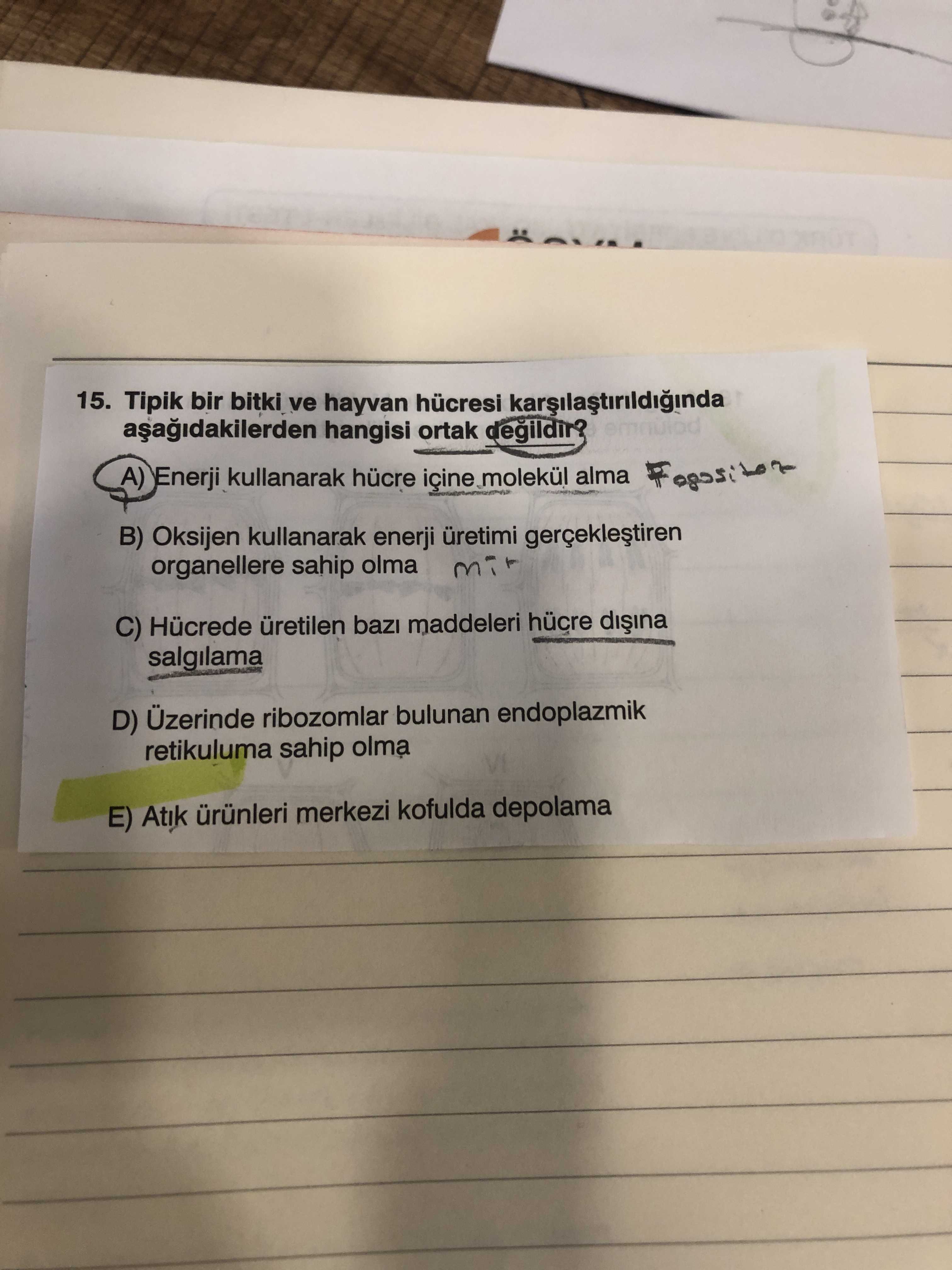 Tipik bir bitki ve hayvan hücresi karşılaştırıldığında aşağıdakilerden hangisi ortak değildir?