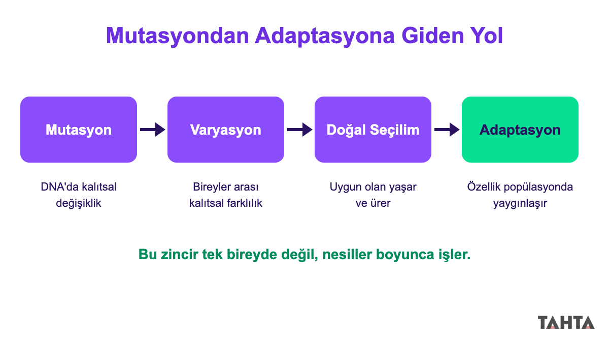 Mutasyon, varyasyon, doğal seçilim ve adaptasyon kavramlarını oklarla birbirine bağlayan dört kutulu akış şeması